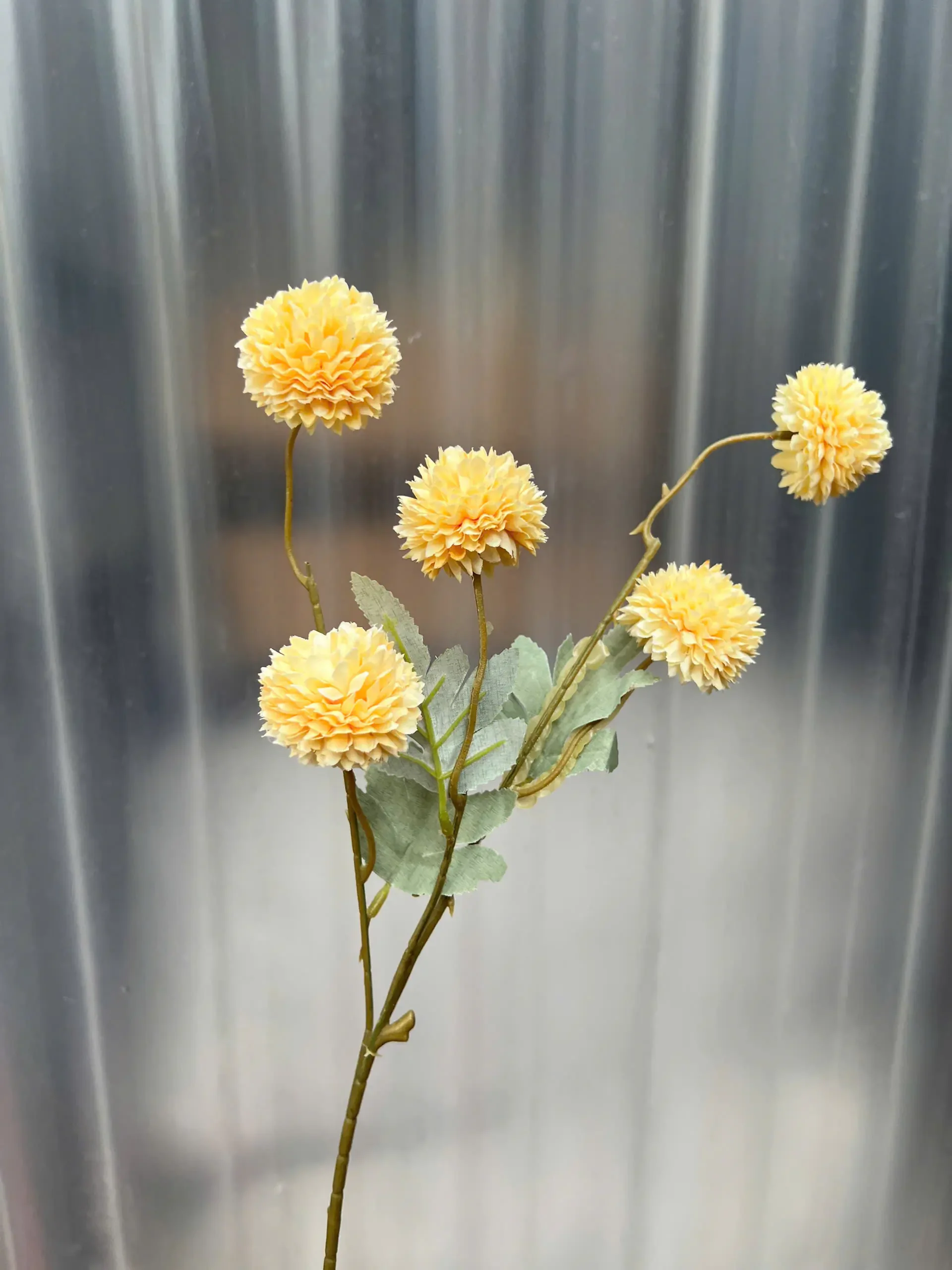 BING BONG 5 BÔNG - Ảnh 9