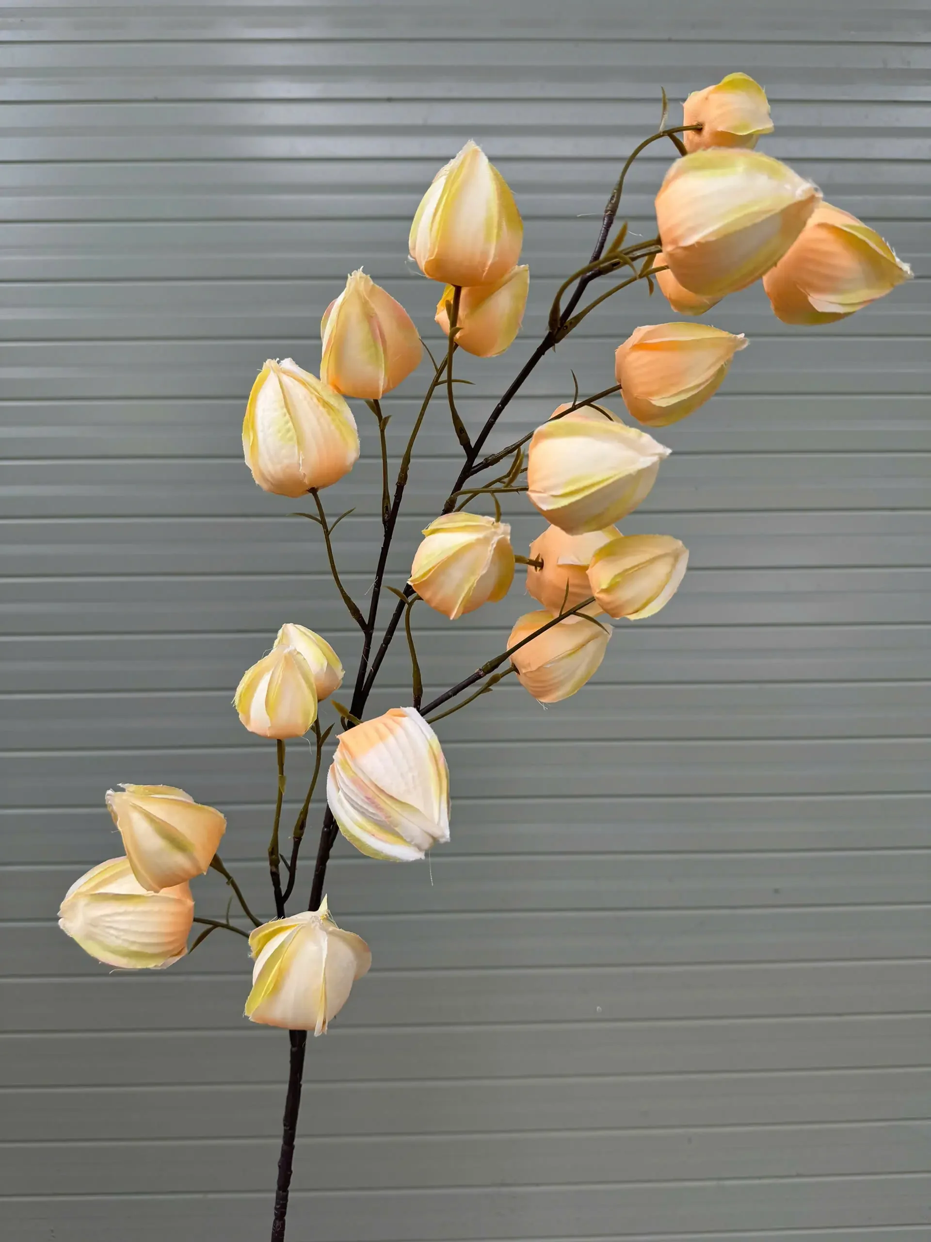 BỒM BỘP ( ĐÈN LỒNG ) - Ảnh 9