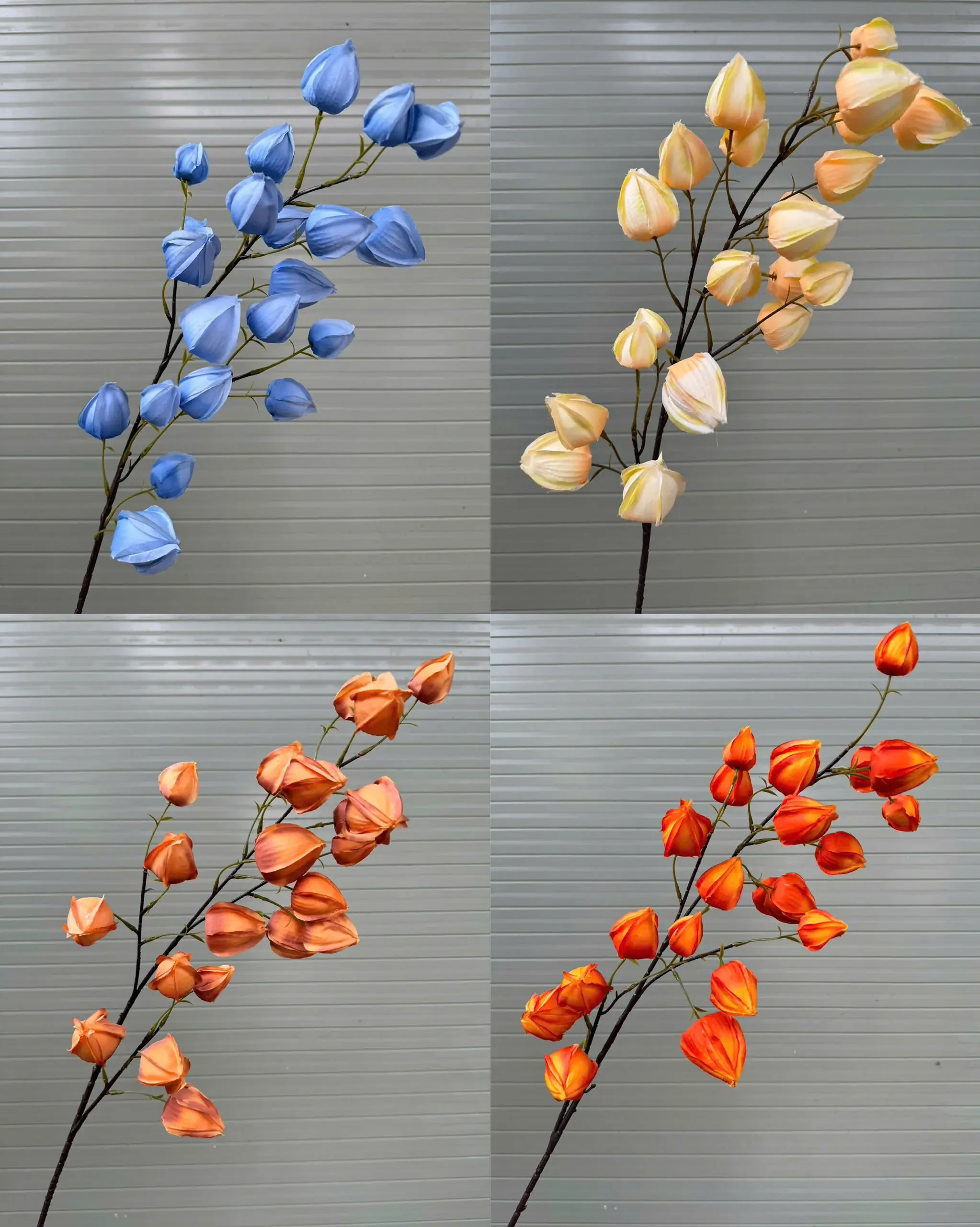 BỒM BỘP ( ĐÈN LỒNG ) - Ảnh 4