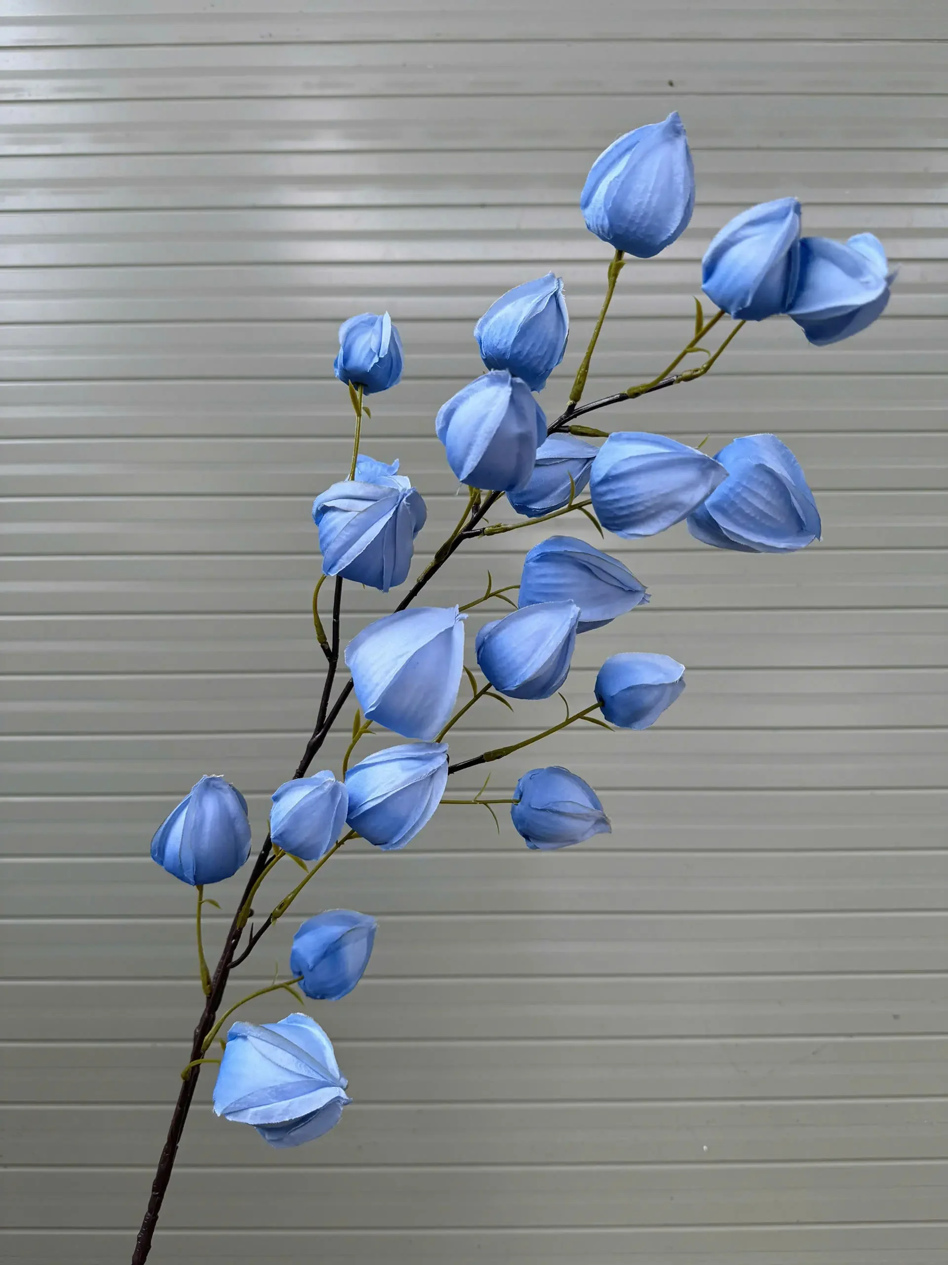 BỒM BỘP ( ĐÈN LỒNG ) - Ảnh 8