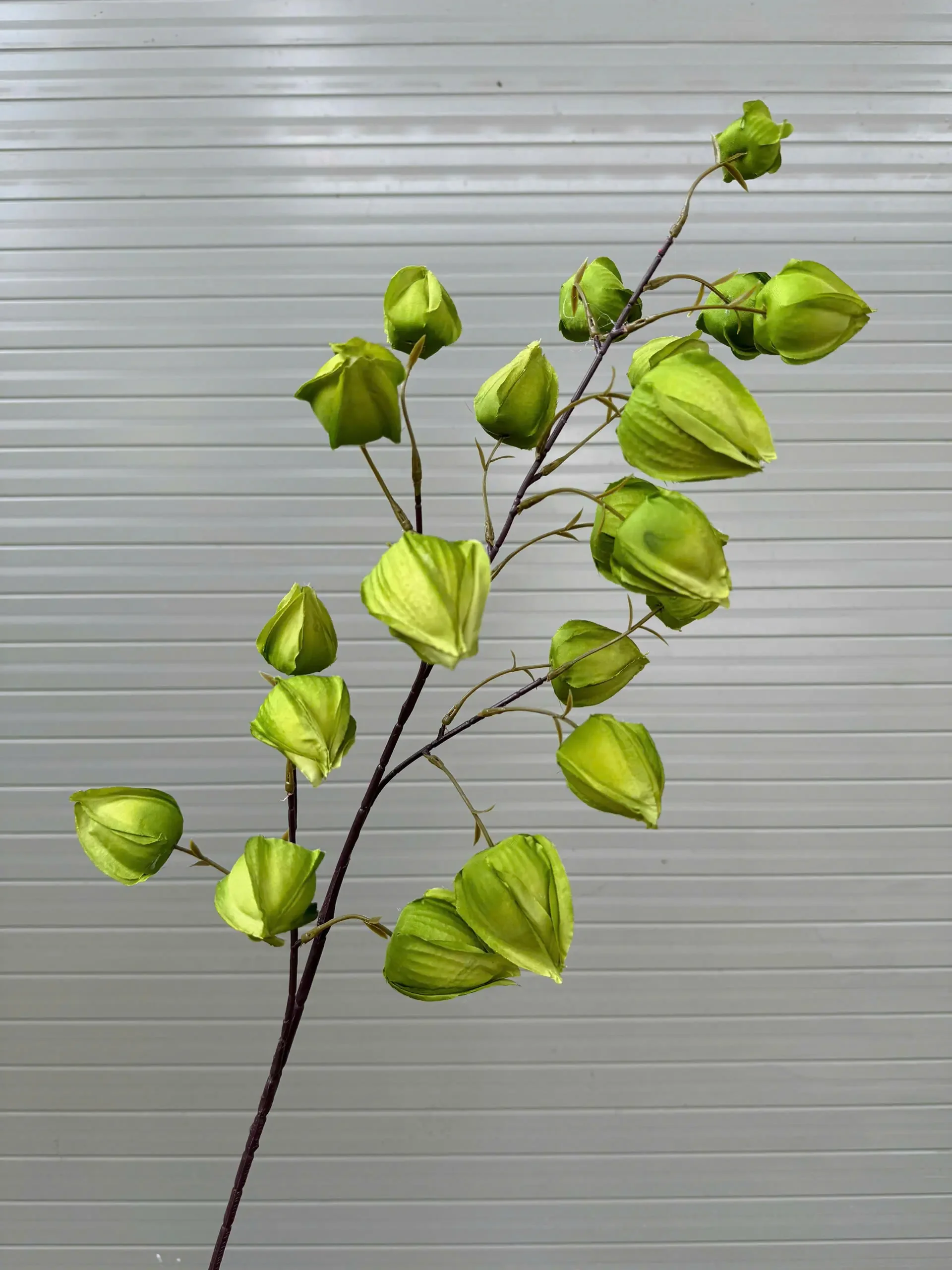 BỒM BỘP ( ĐÈN LỒNG ) - Ảnh 6