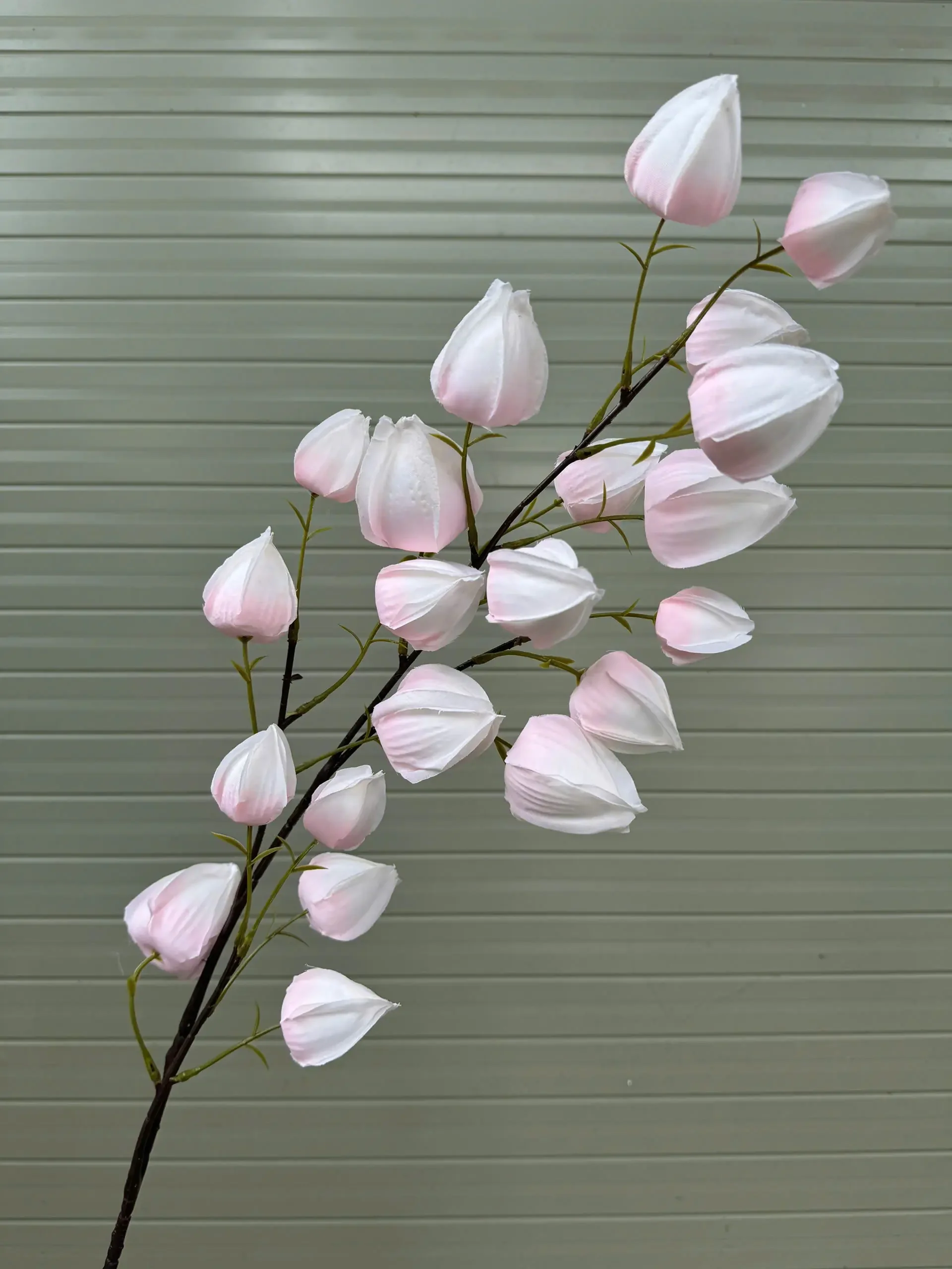 BỒM BỘP ( ĐÈN LỒNG ) - Ảnh 11
