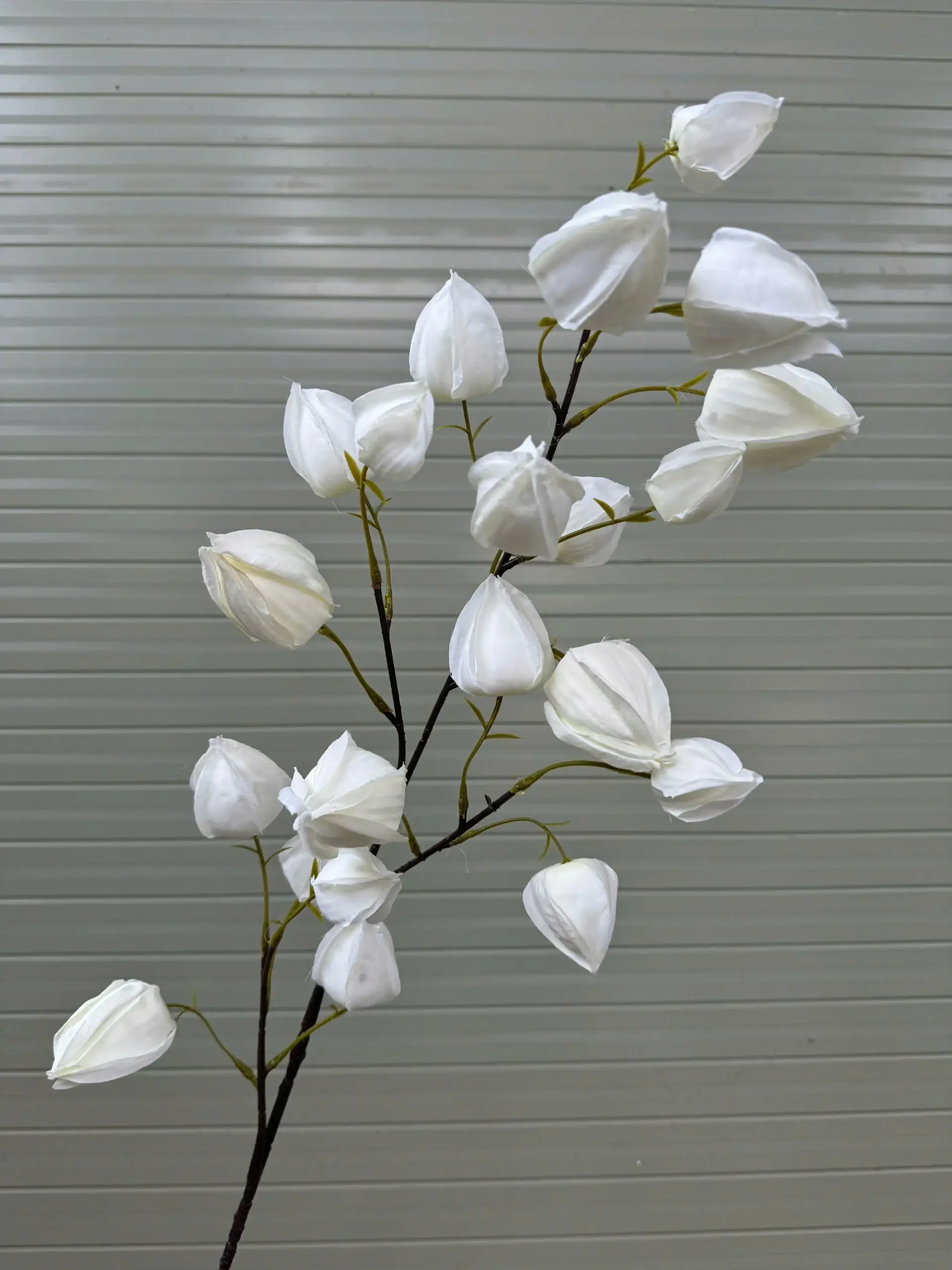 BỒM BỘP ( ĐÈN LỒNG ) - Ảnh 3