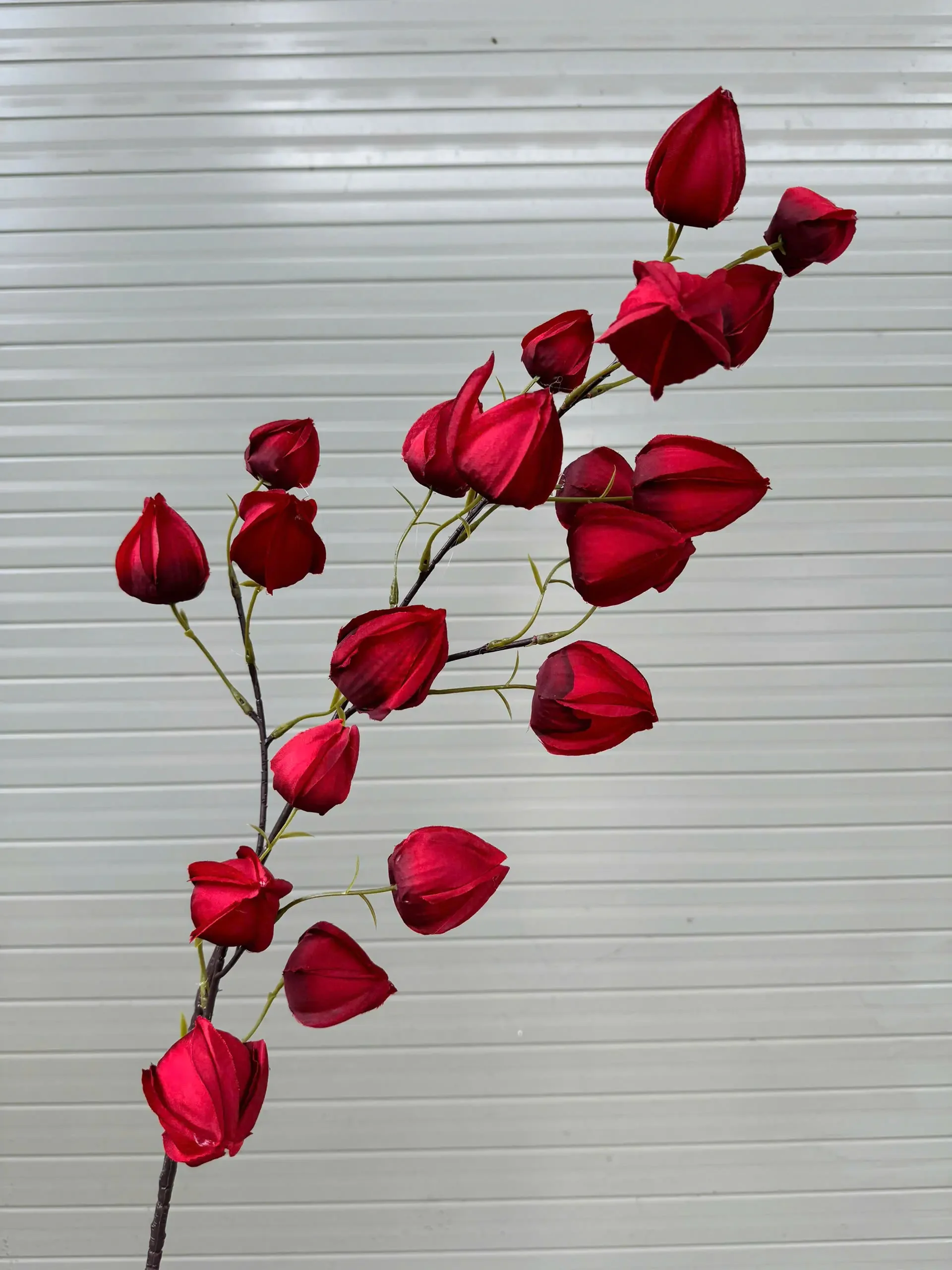 BỒM BỘP ( ĐÈN LỒNG ) - Ảnh 10