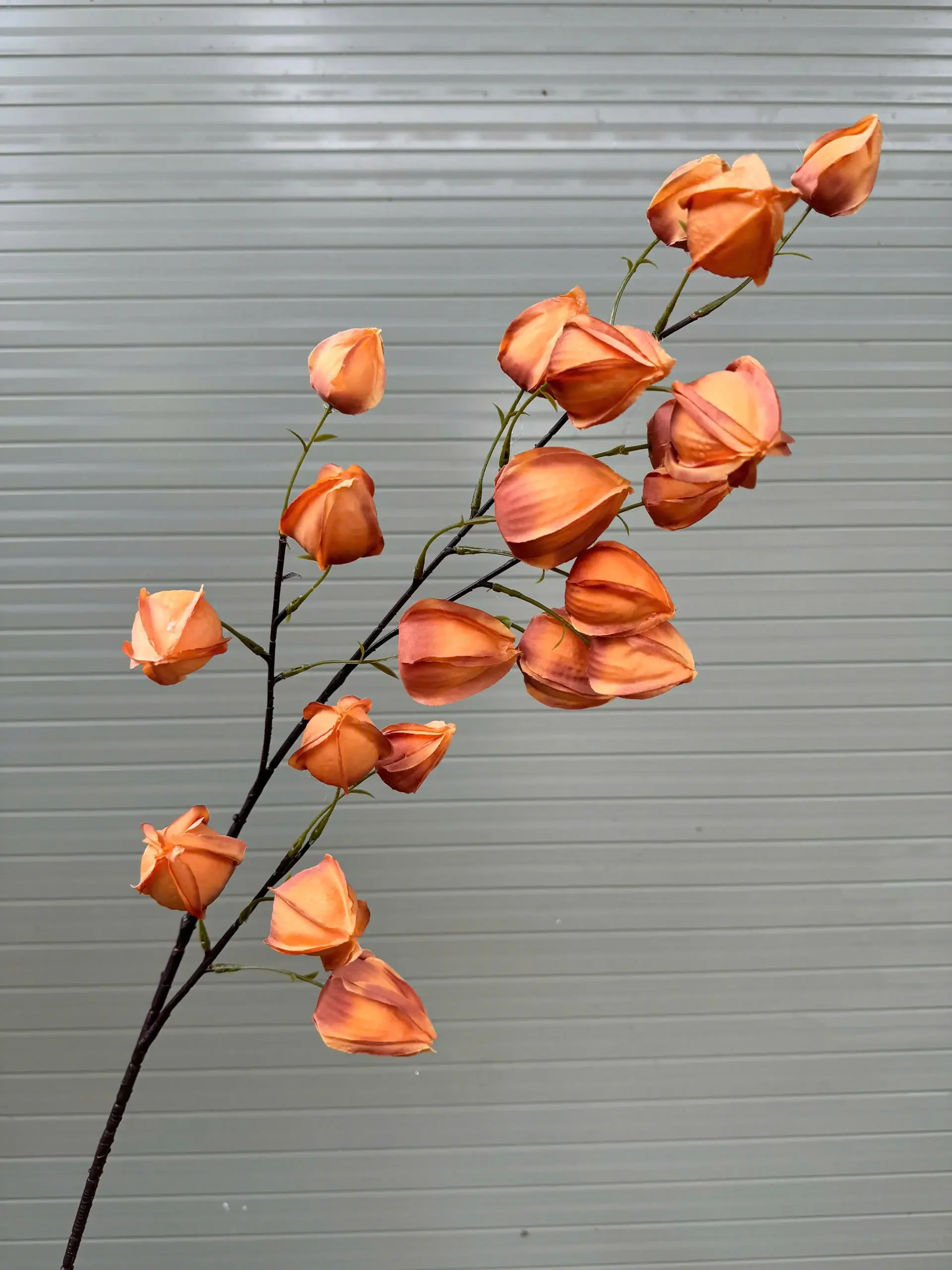 BỒM BỘP ( ĐÈN LỒNG ) - Ảnh 5