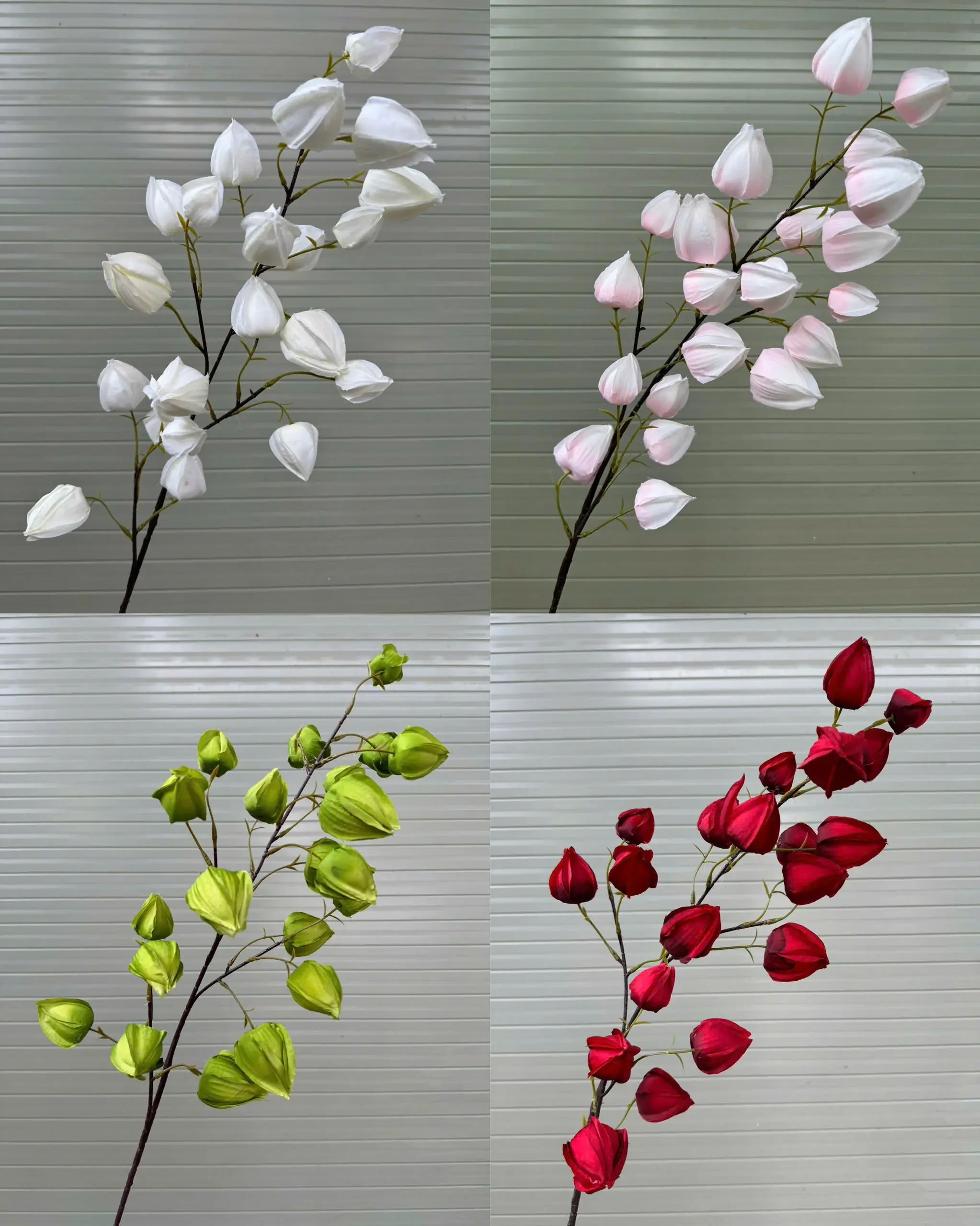 BỒM BỘP ( ĐÈN LỒNG ) - Ảnh 2