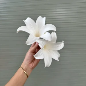 BÔNG LOA KÈN XỐP
