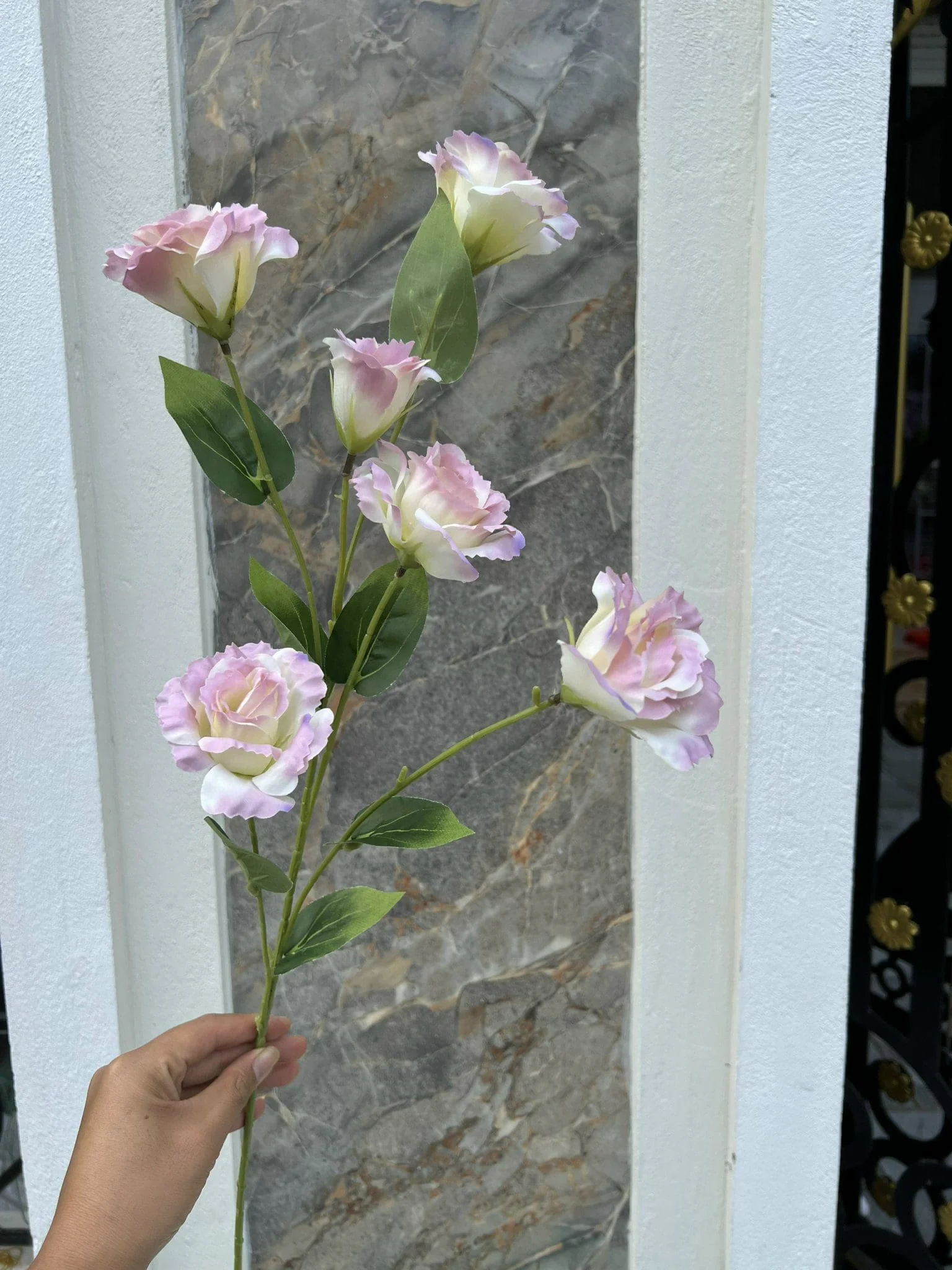CÁT TƯỜNG 6 BÔNG - Ảnh 5