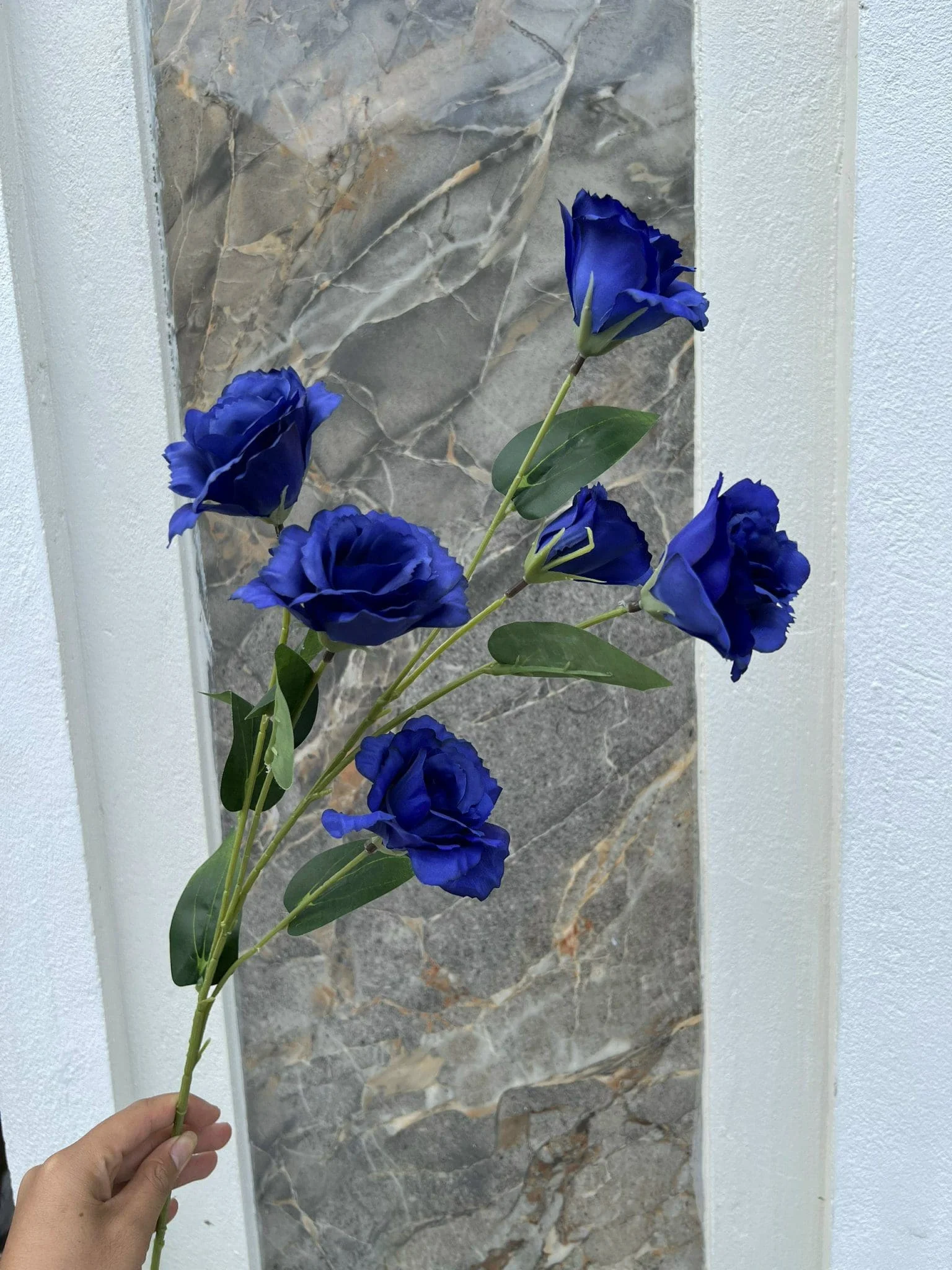 CÁT TƯỜNG 6 BÔNG - Ảnh 9