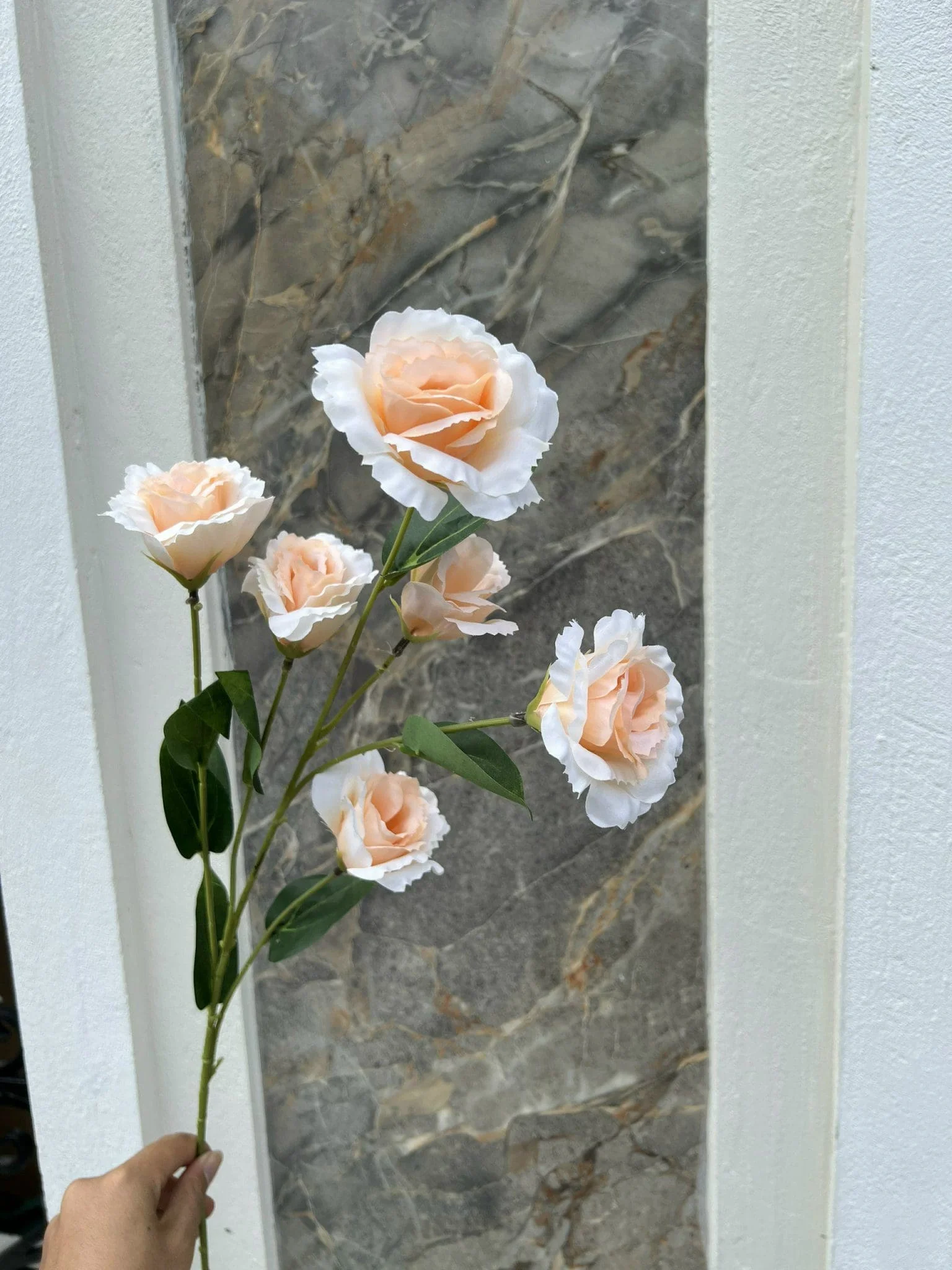CÁT TƯỜNG 6 BÔNG - Ảnh 4