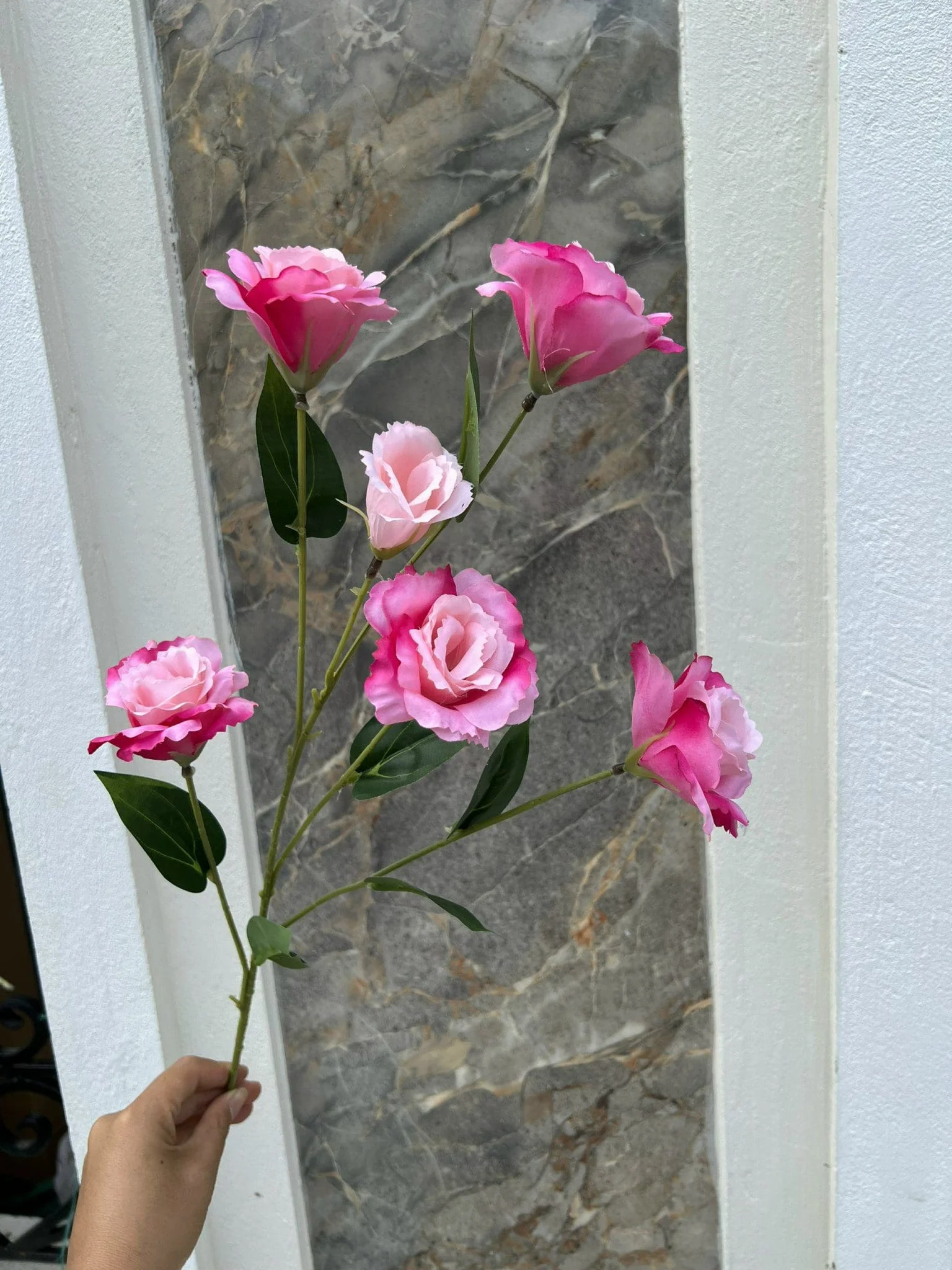 CÁT TƯỜNG 6 BÔNG - Ảnh 6