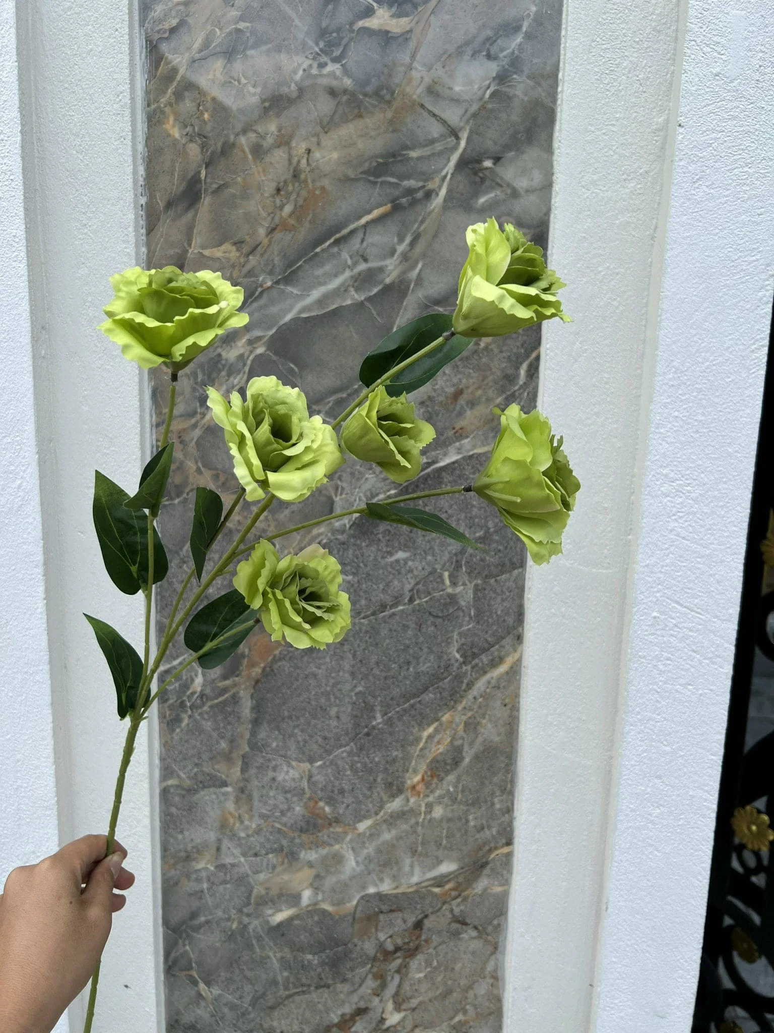 CÁT TƯỜNG 6 BÔNG - Ảnh 7