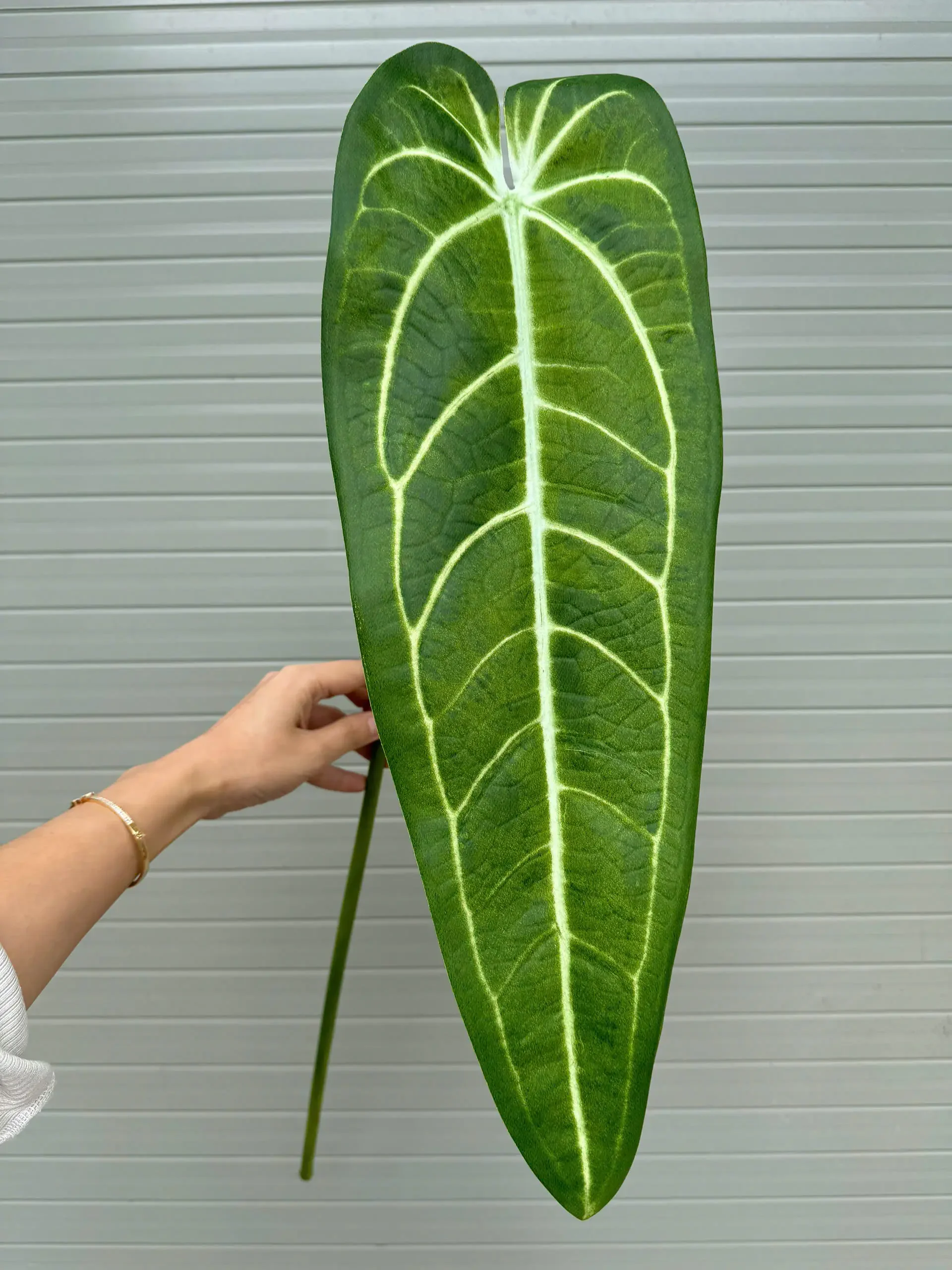 CHUỐI ĐỘT BIẾN