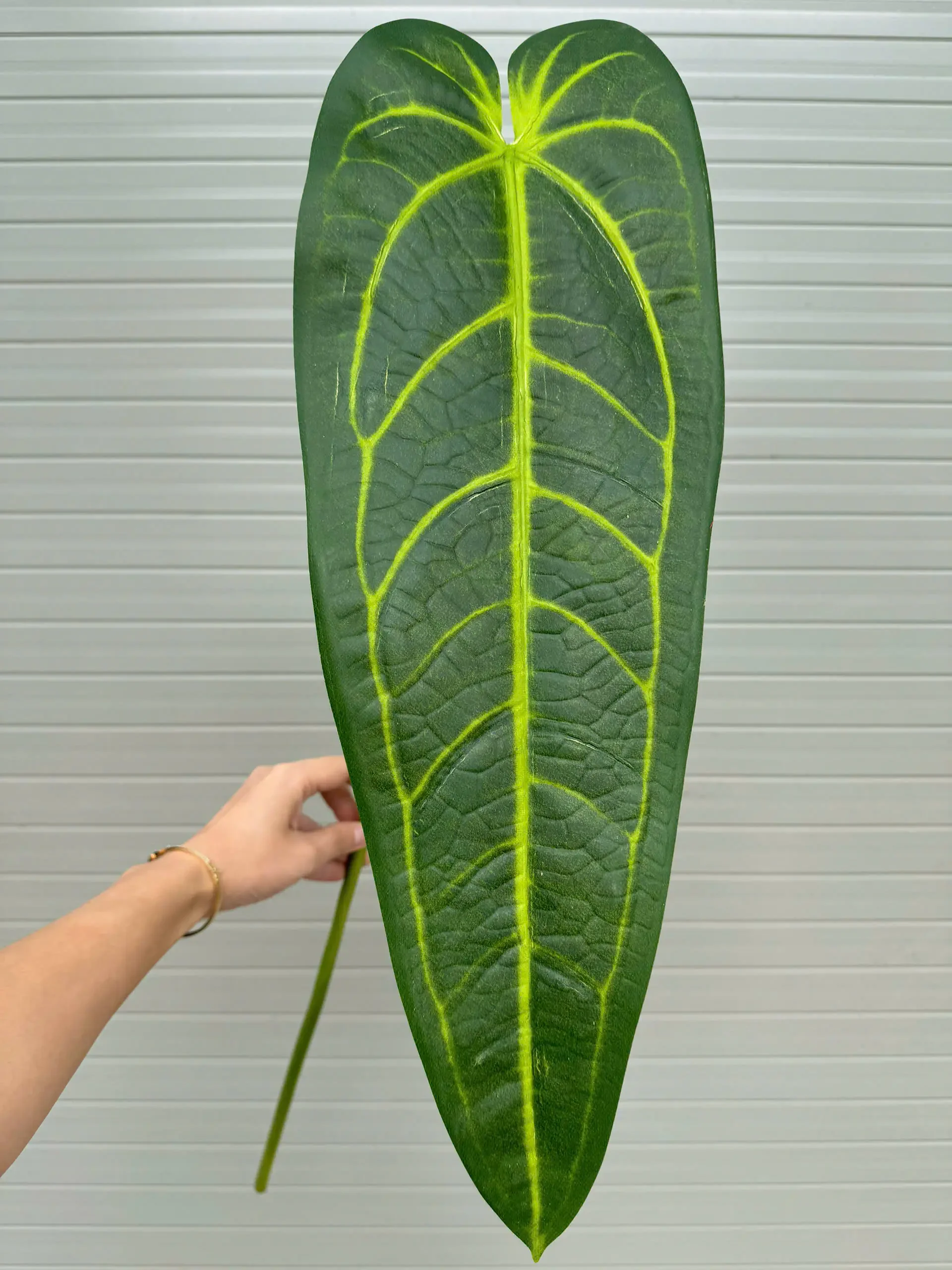 CHUỐI ĐỘT BIẾN - Ảnh 8