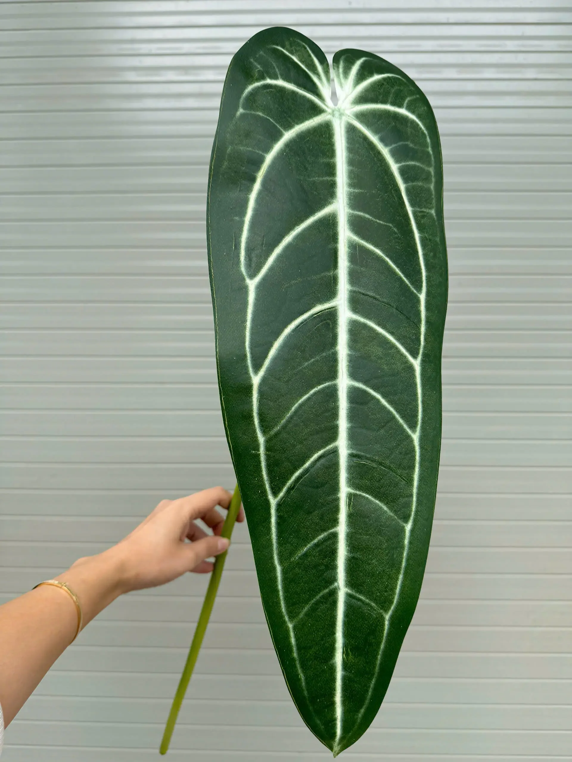 CHUỐI ĐỘT BIẾN - Ảnh 5