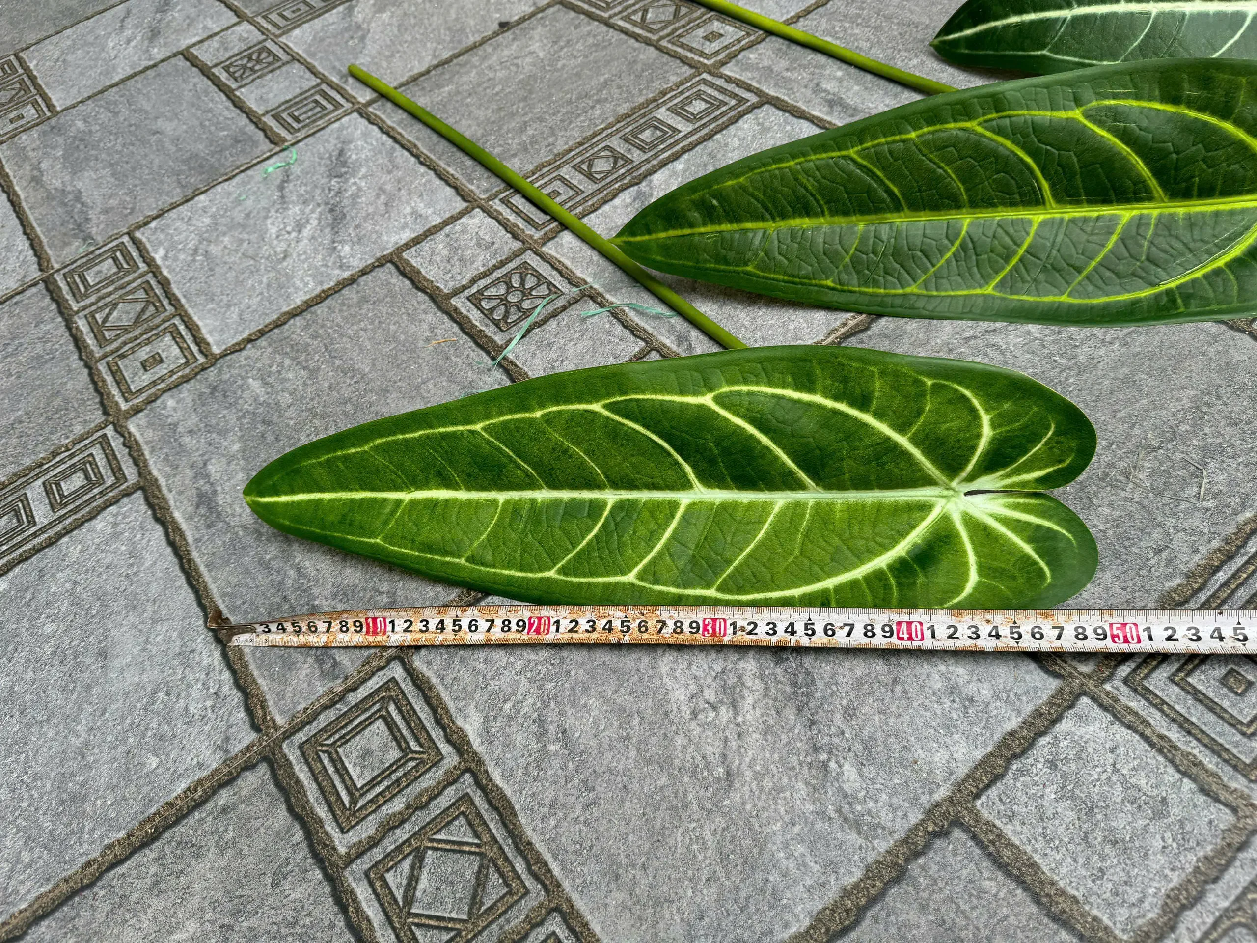 CHUỐI ĐỘT BIẾN - Ảnh 7