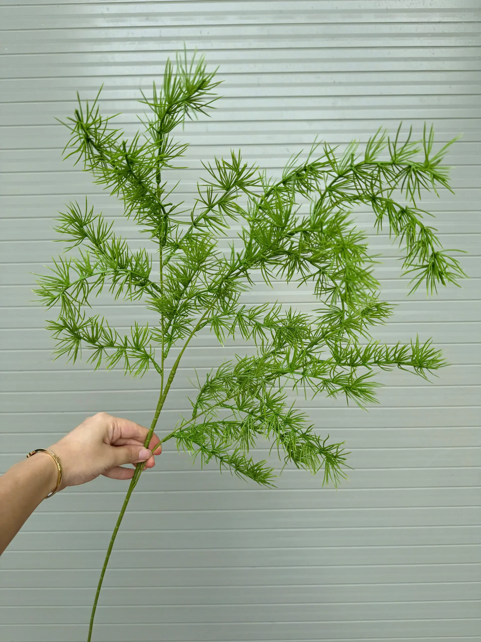 CỎ THÔNG TQ