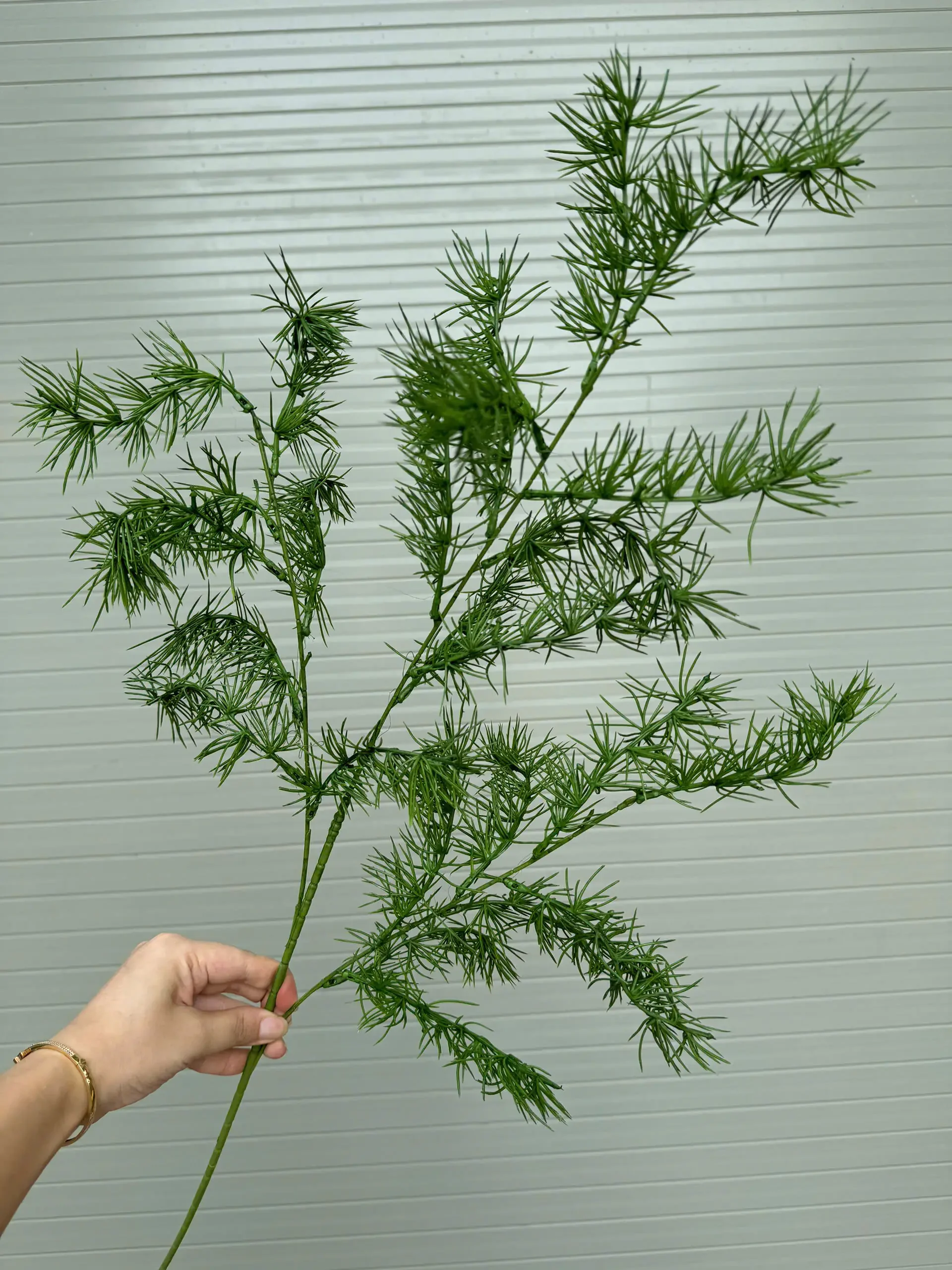 CỎ THÔNG TQ - Ảnh 6