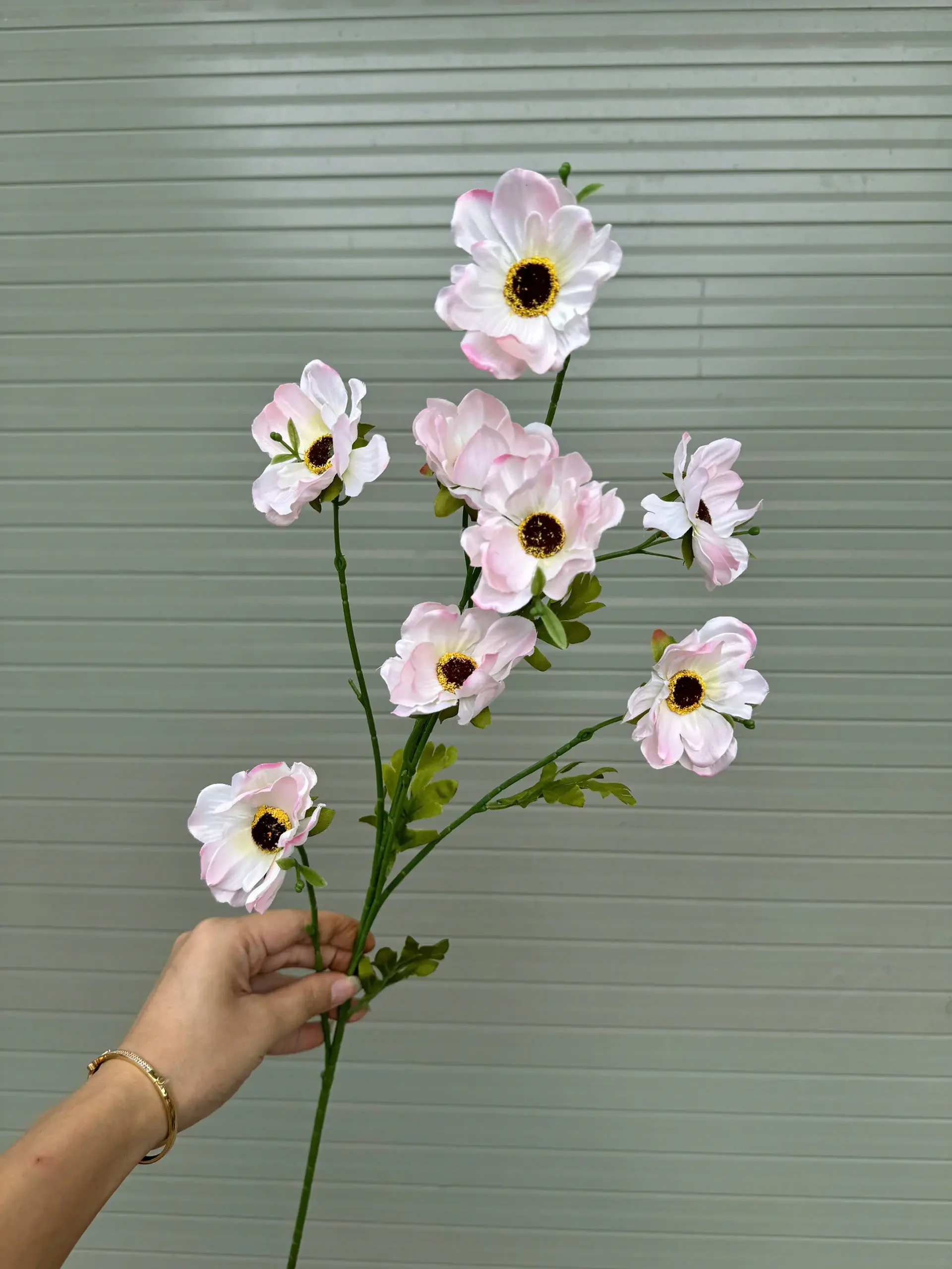 CÚC SUSI - Ảnh 8