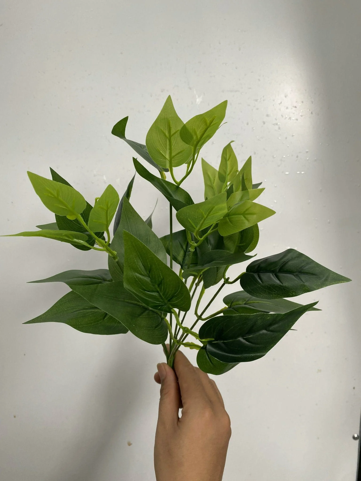 CỤM LÁ BÉ - Ảnh 9