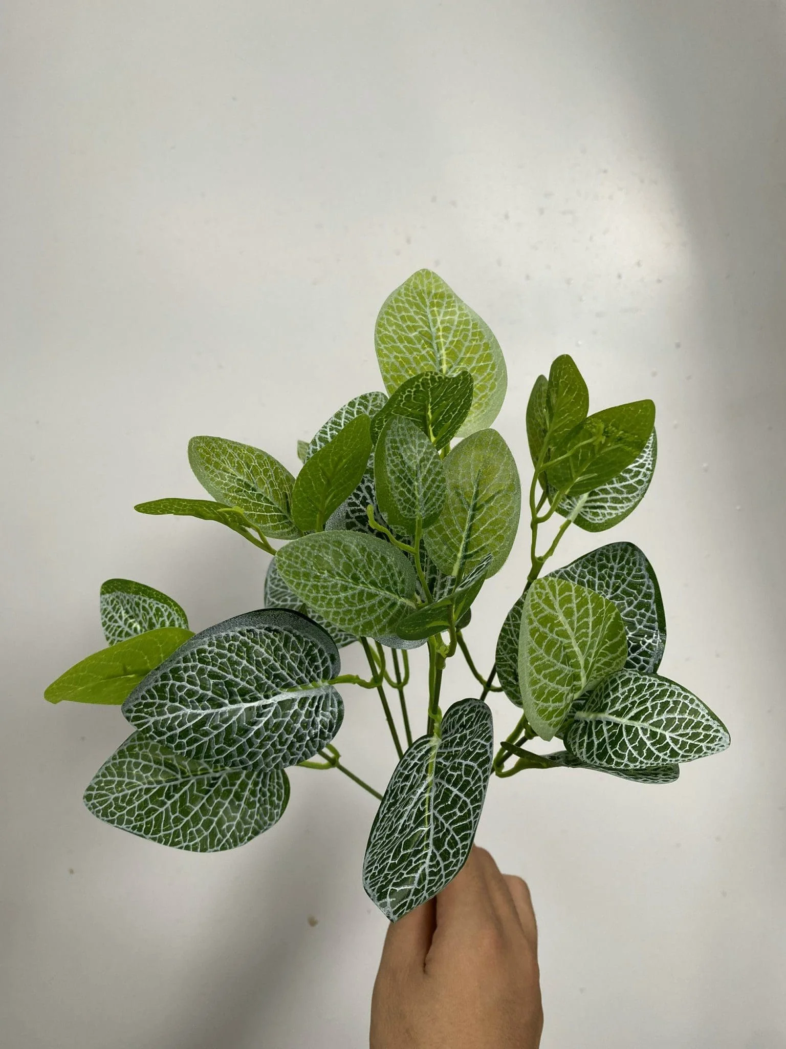 CỤM LÁ BÉ - Ảnh 10