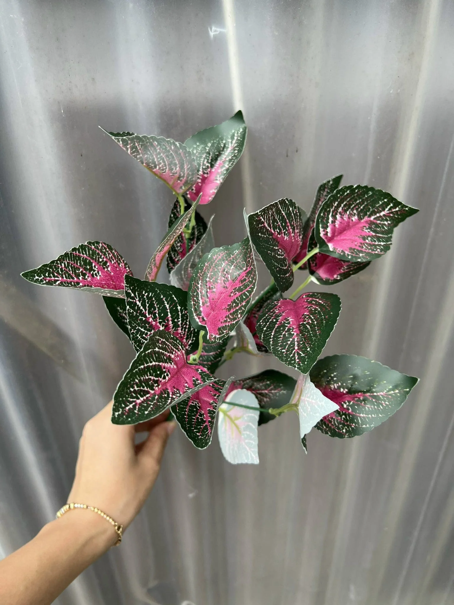 CỤM LÁ BÉ - Ảnh 11