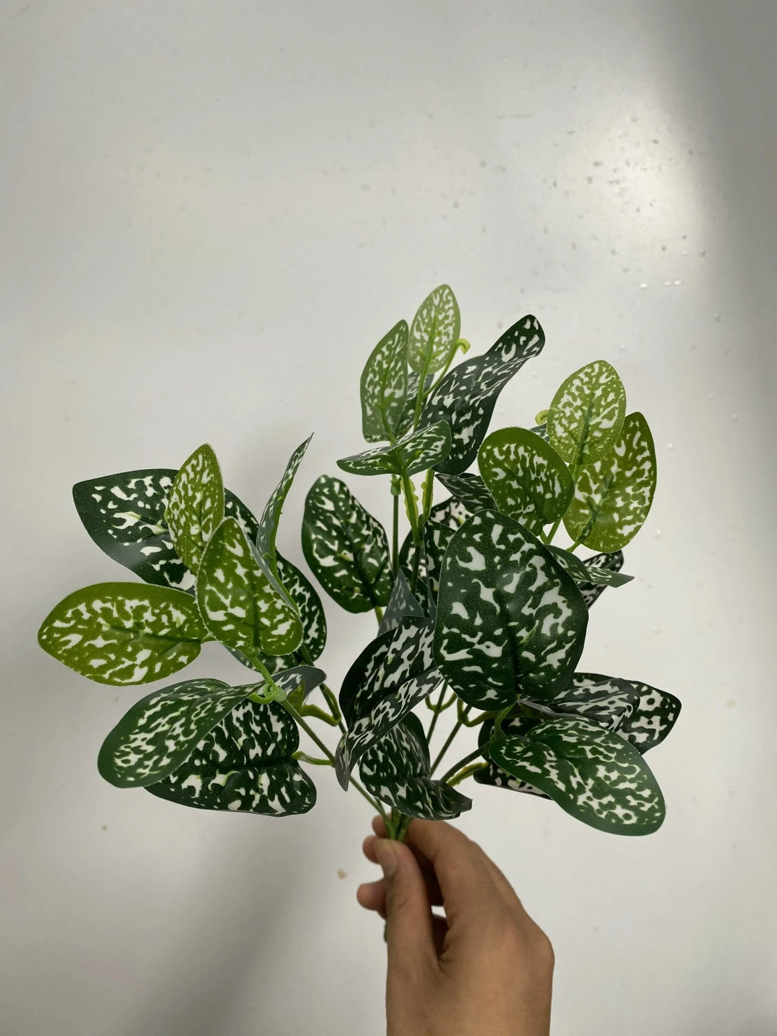 CỤM LÁ BÉ - Ảnh 15