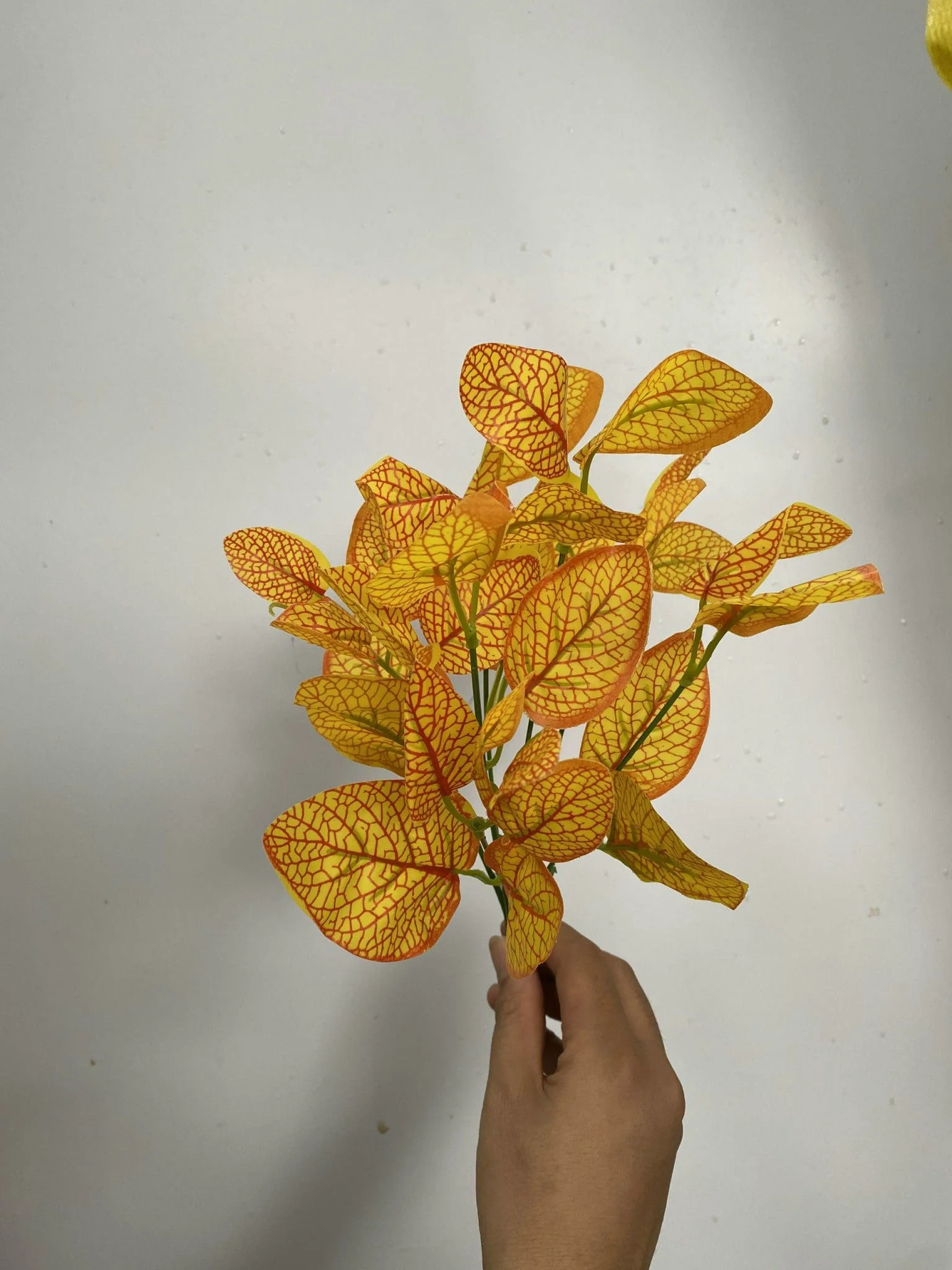 CỤM LÁ BÉ - Ảnh 13