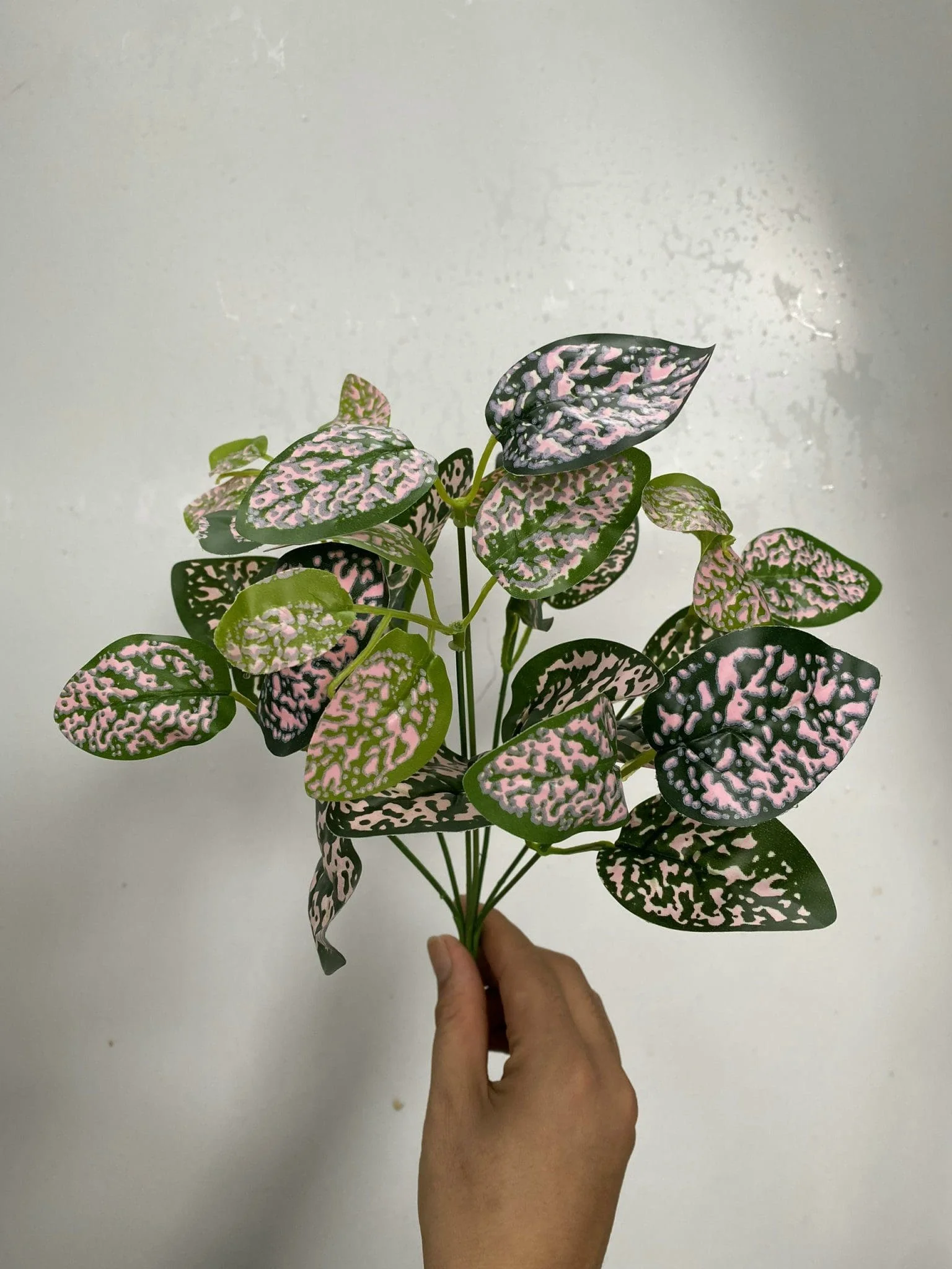 CỤM LÁ BÉ - Ảnh 4