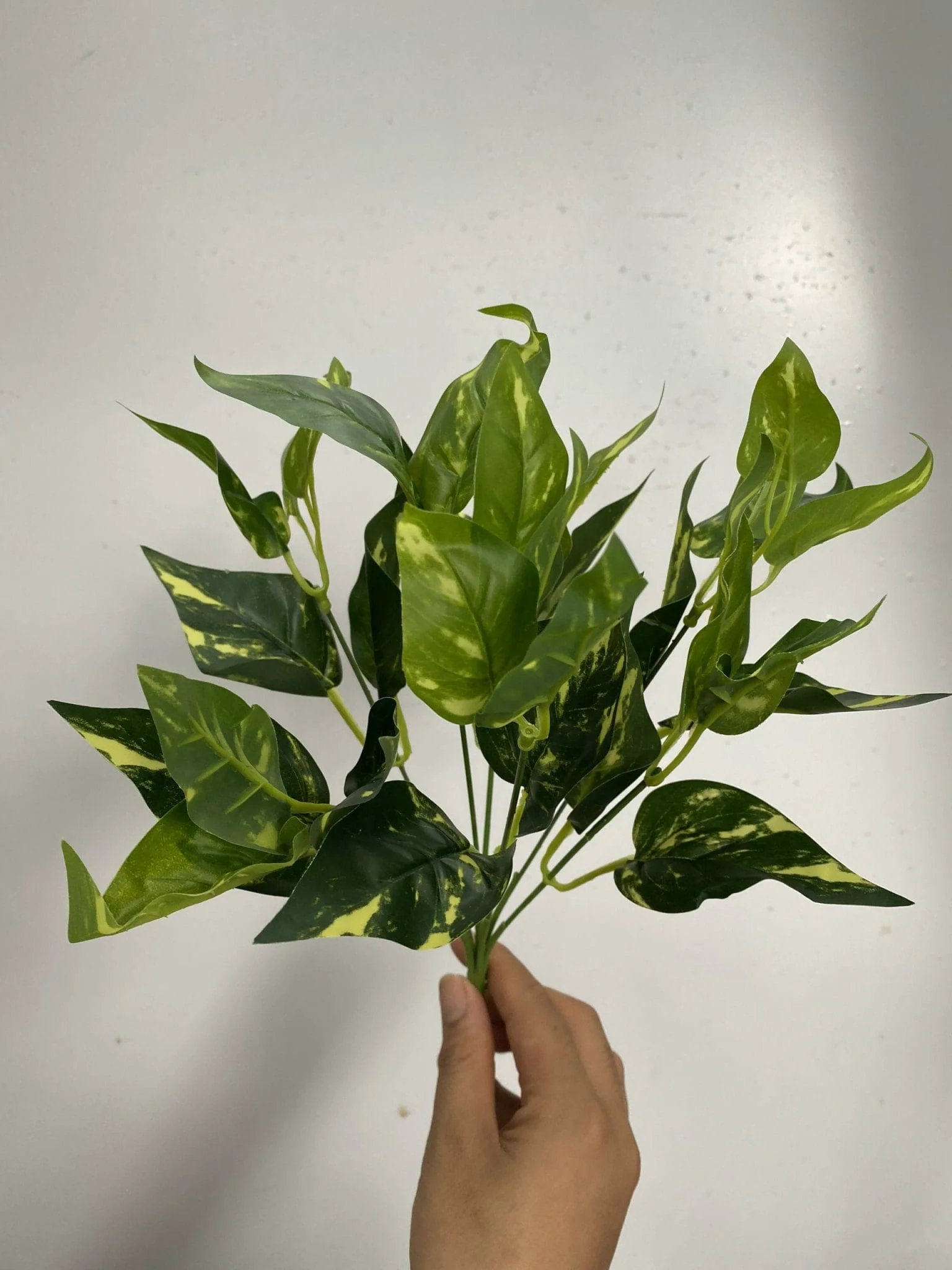 CỤM LÁ BÉ - Ảnh 5