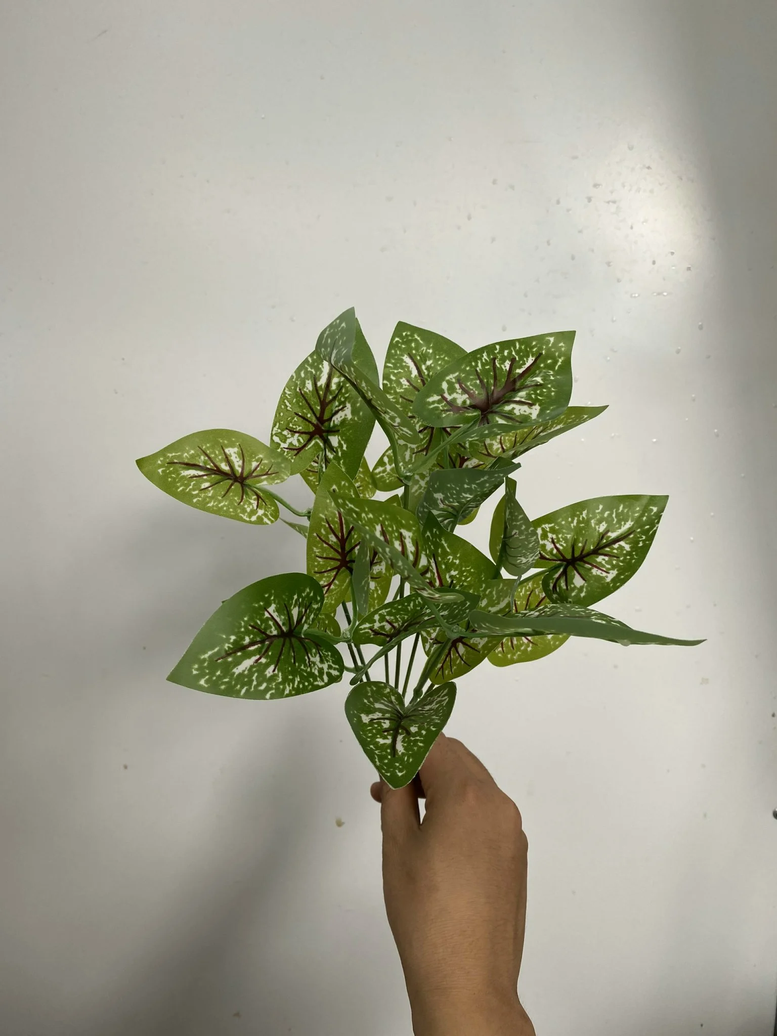 CỤM LÁ BÉ - Ảnh 3