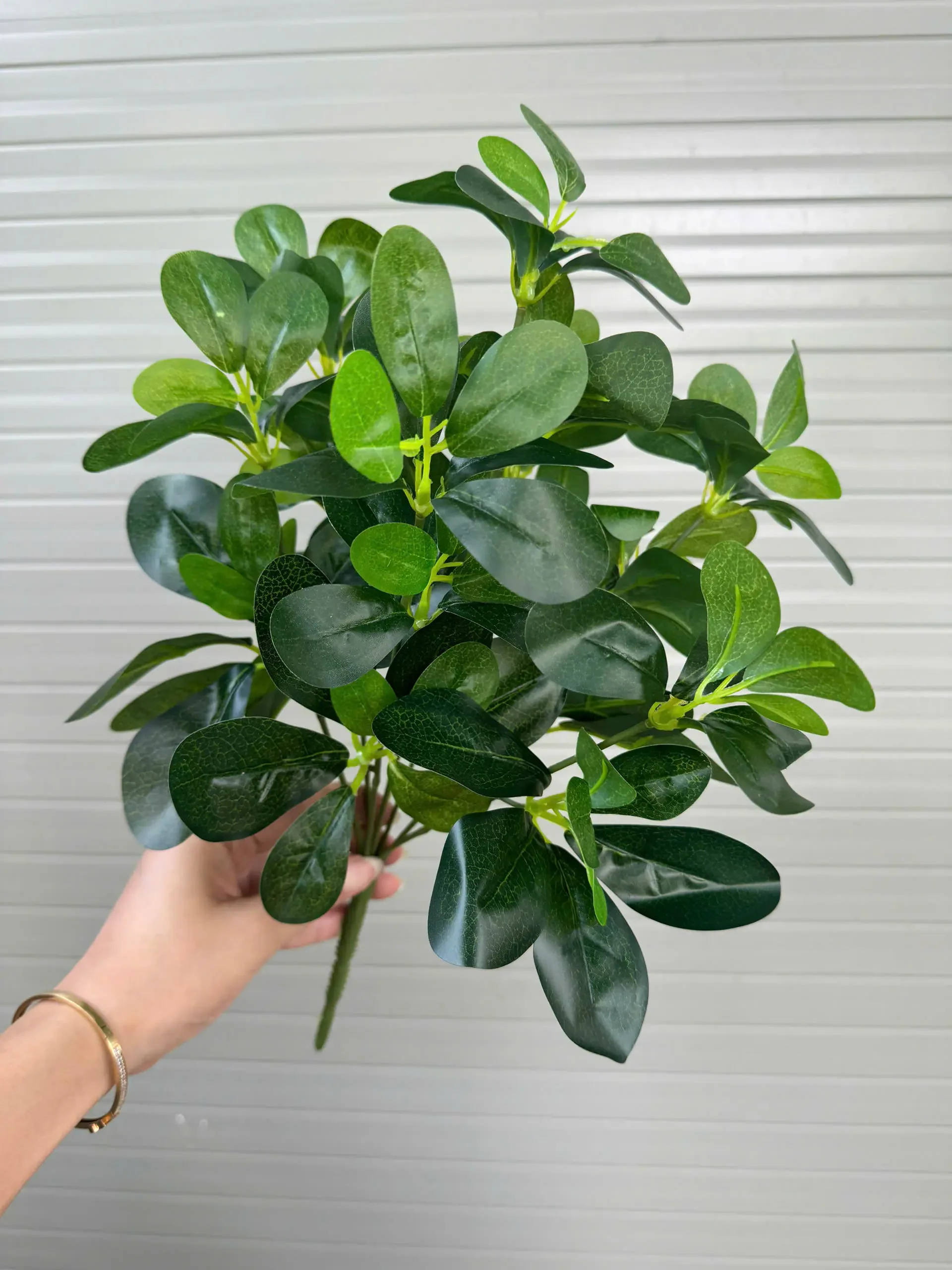 CỤM LÁ HOA SỮA - Ảnh 3