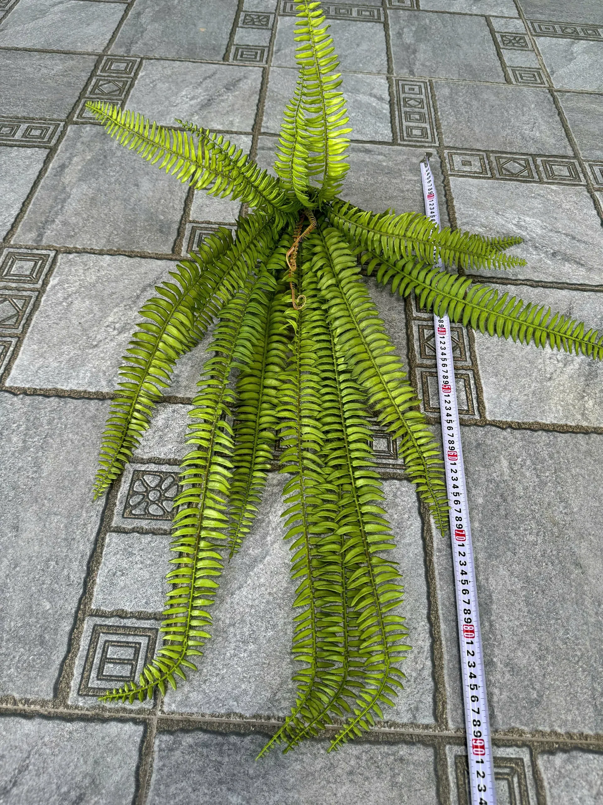 DƯƠNG XỈ DÀI - Ảnh 2