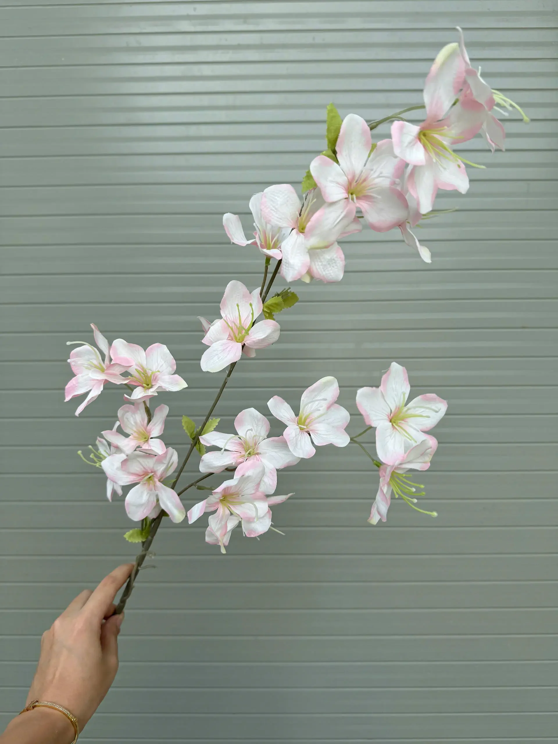 HẢI ĐƯỜNG 3 NHÁNH