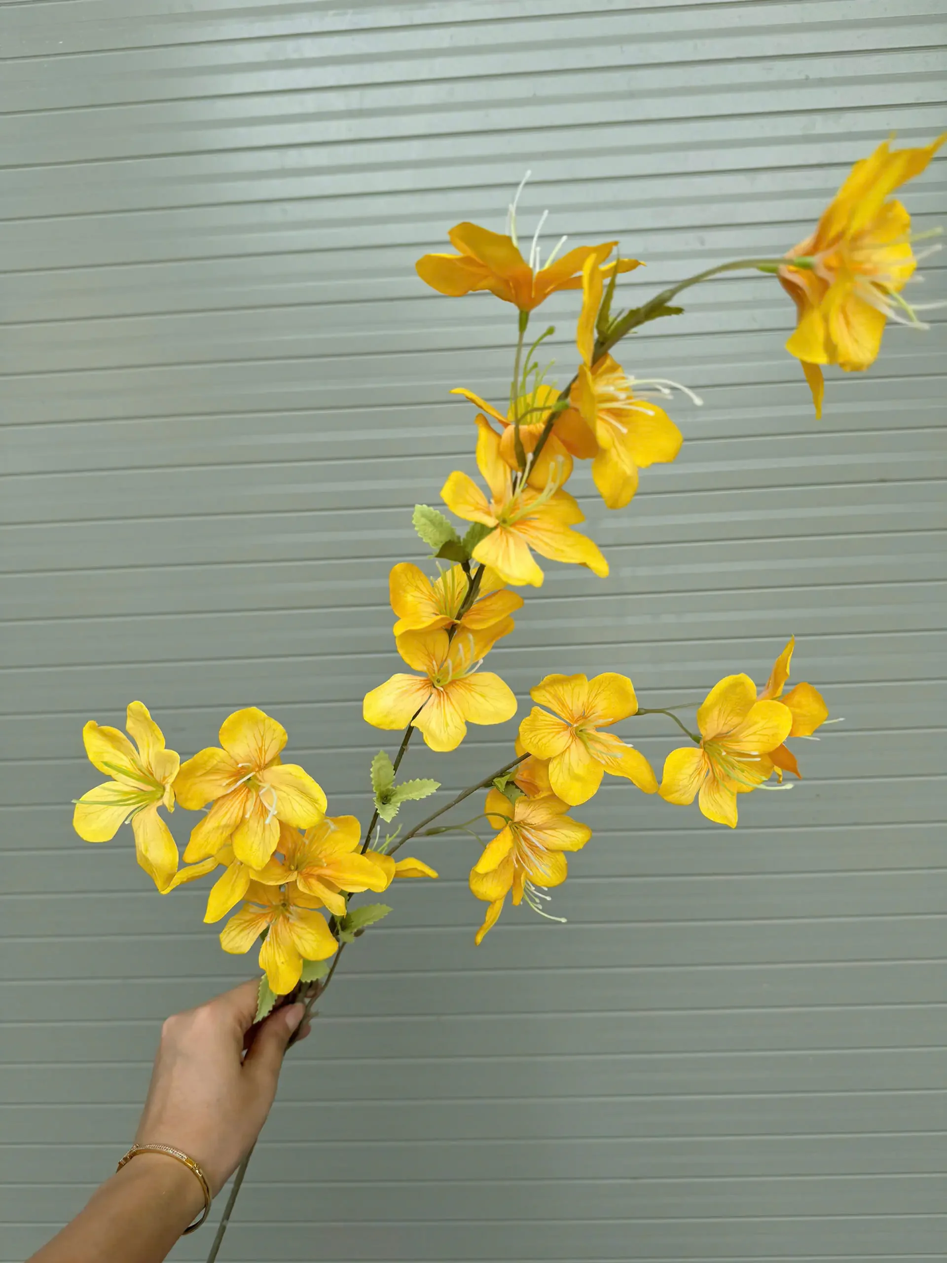 HẢI ĐƯỜNG 3 NHÁNH - Ảnh 12