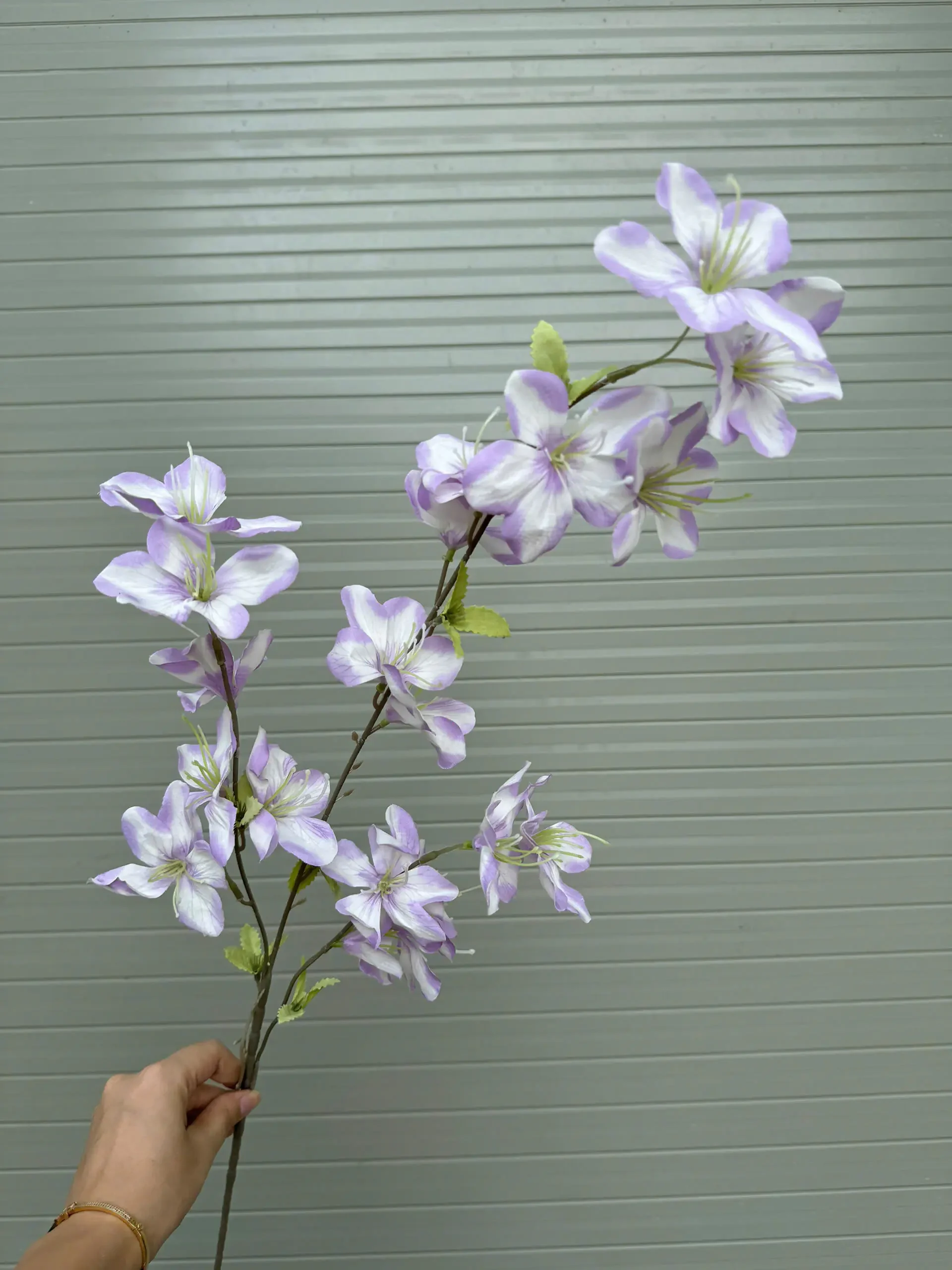 HẢI ĐƯỜNG 3 NHÁNH - Ảnh 13