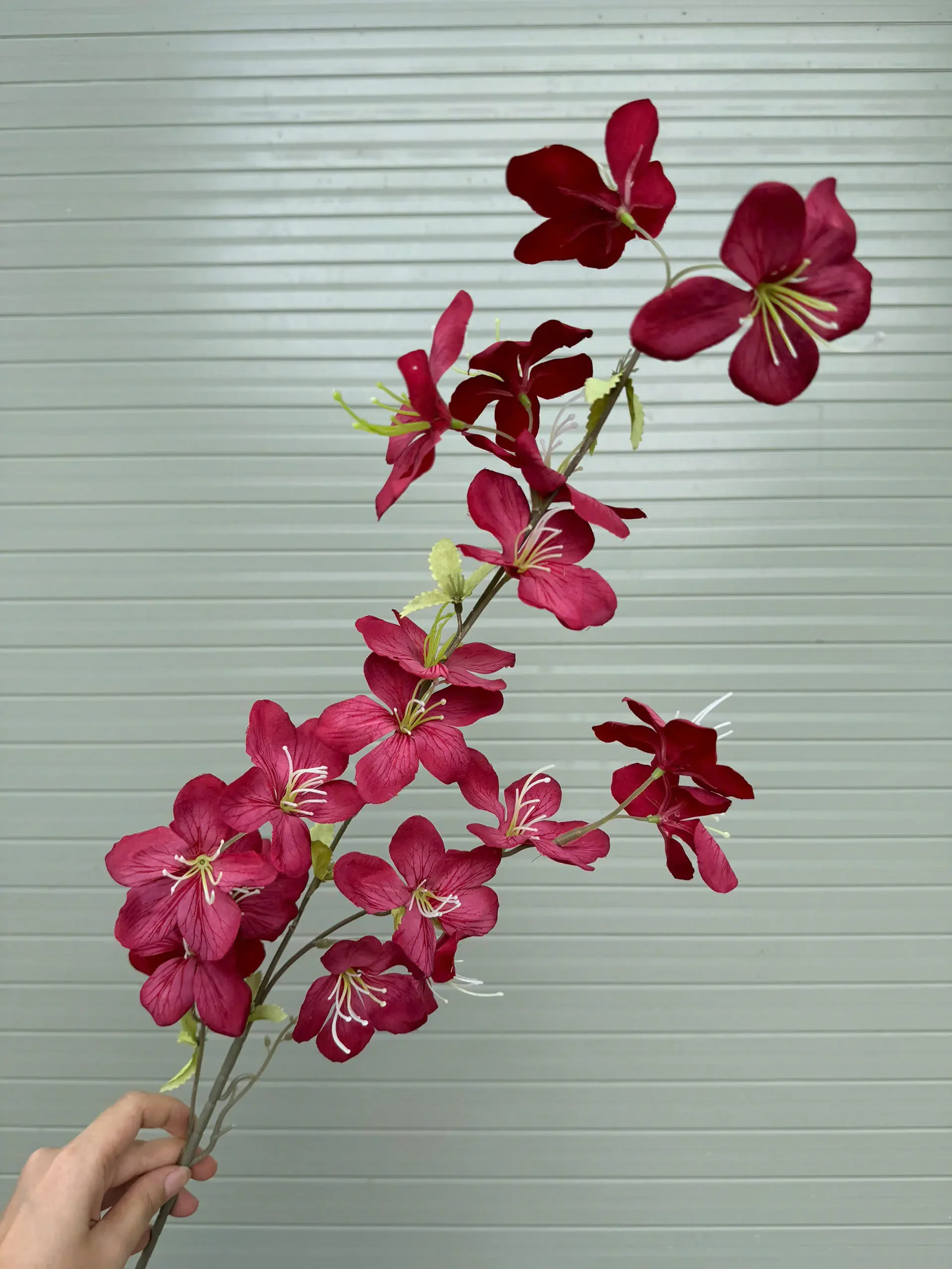 HẢI ĐƯỜNG 3 NHÁNH - Ảnh 6