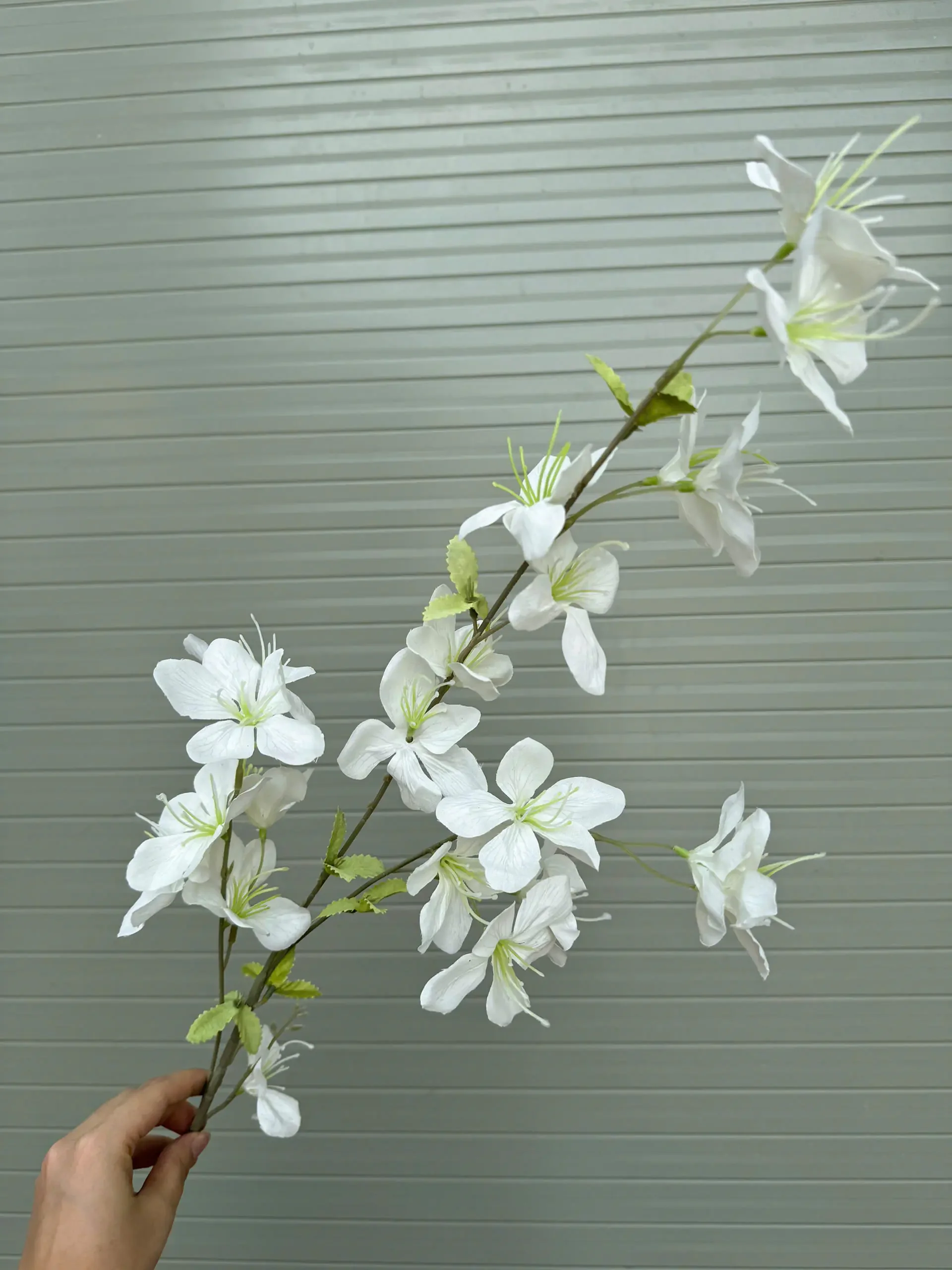 HẢI ĐƯỜNG 3 NHÁNH - Ảnh 2