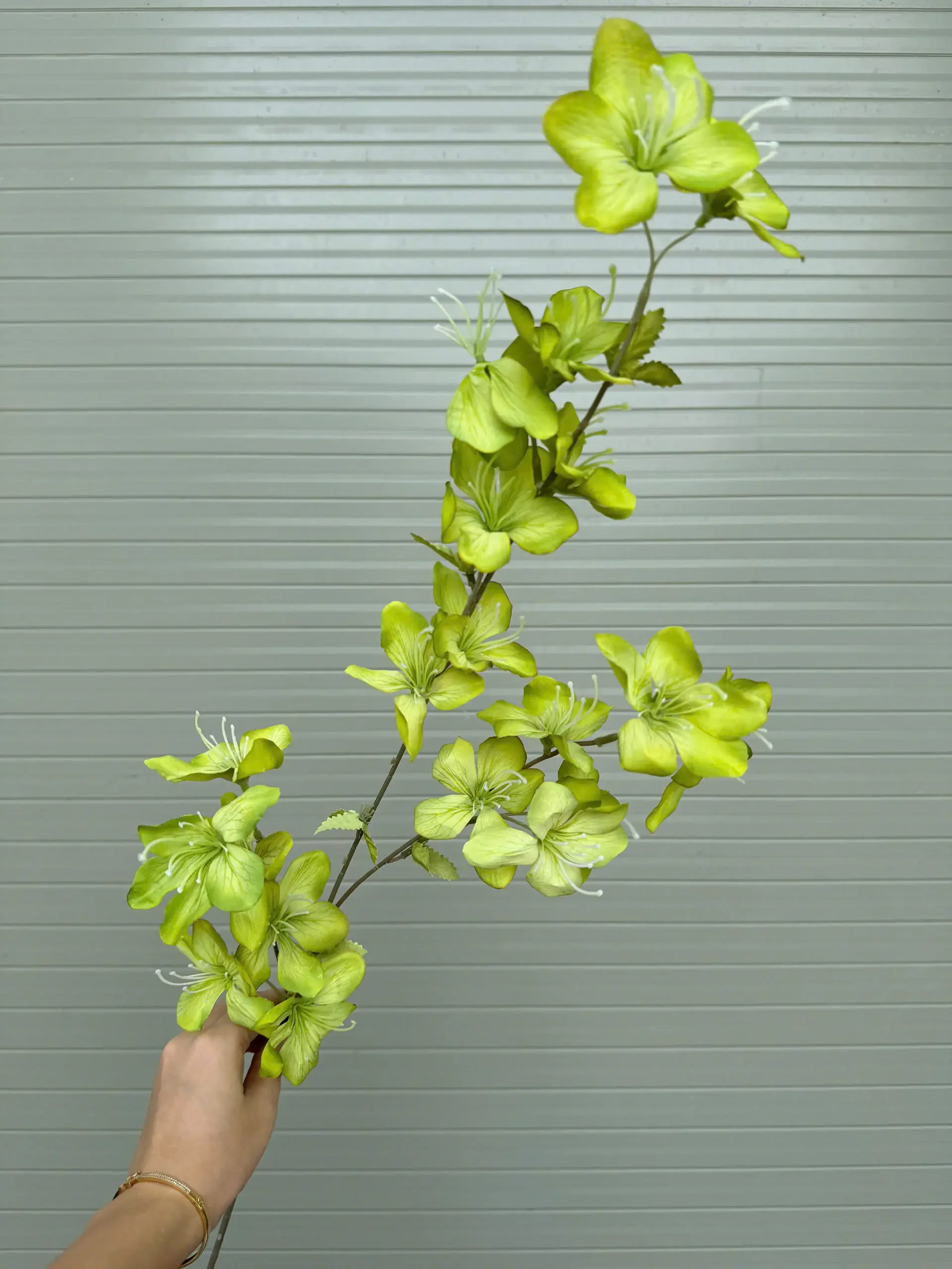 HẢI ĐƯỜNG 3 NHÁNH - Ảnh 9