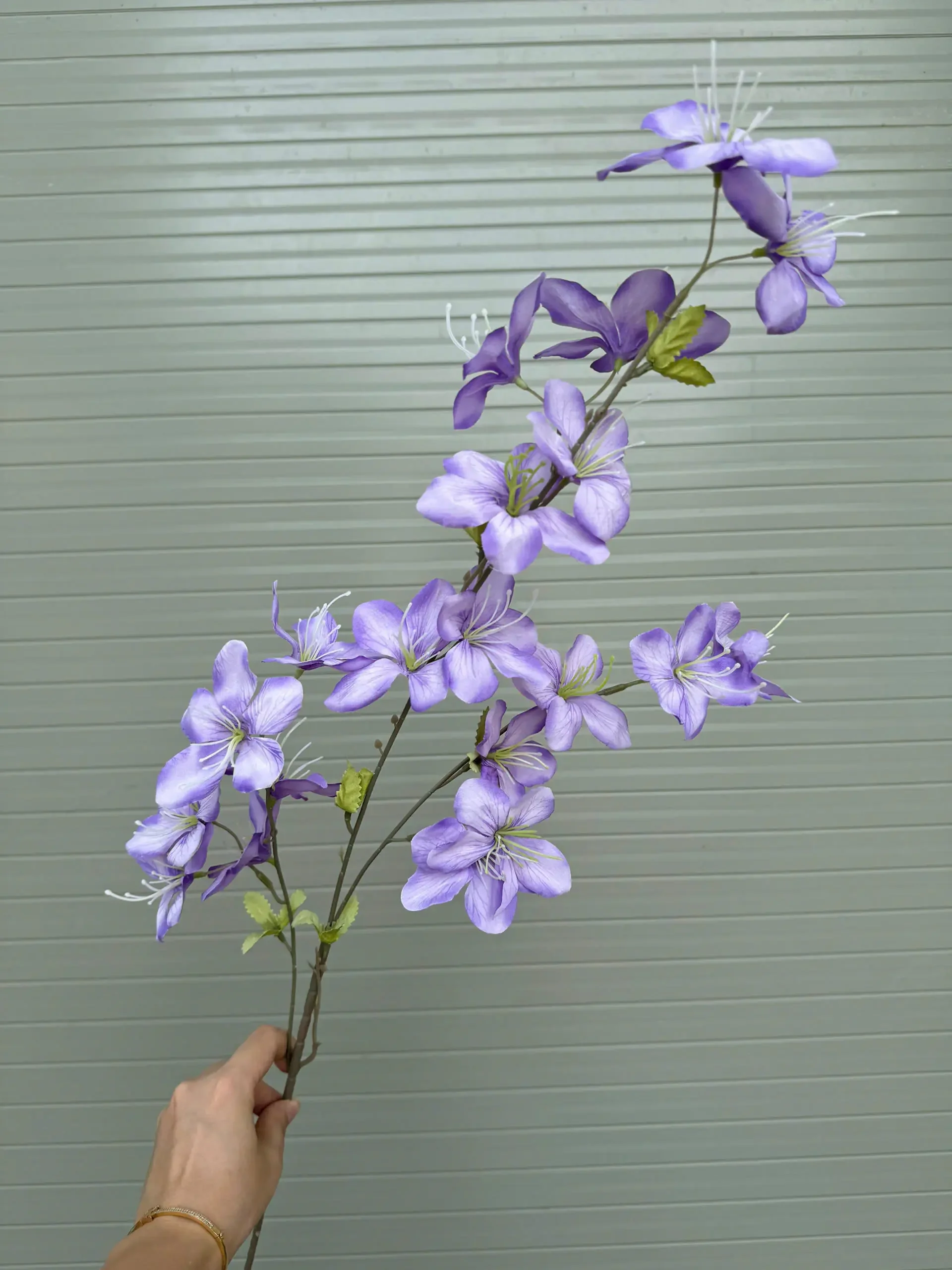HẢI ĐƯỜNG 3 NHÁNH - Ảnh 5