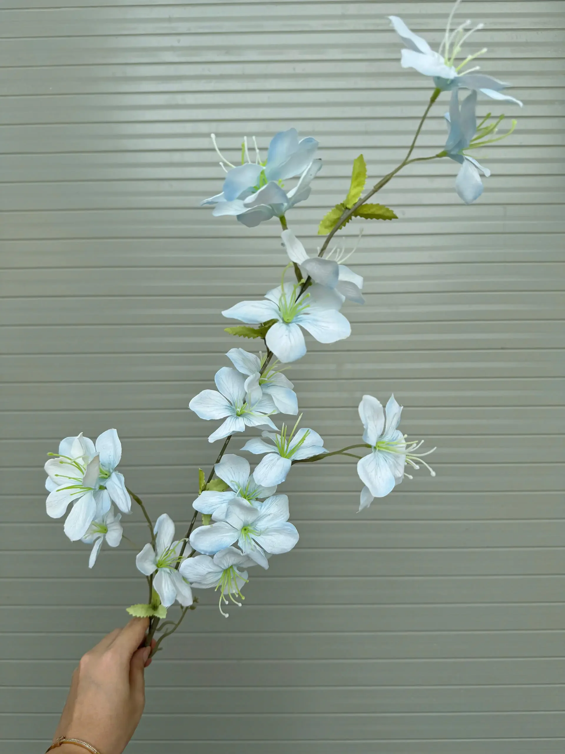 HẢI ĐƯỜNG 3 NHÁNH - Ảnh 10
