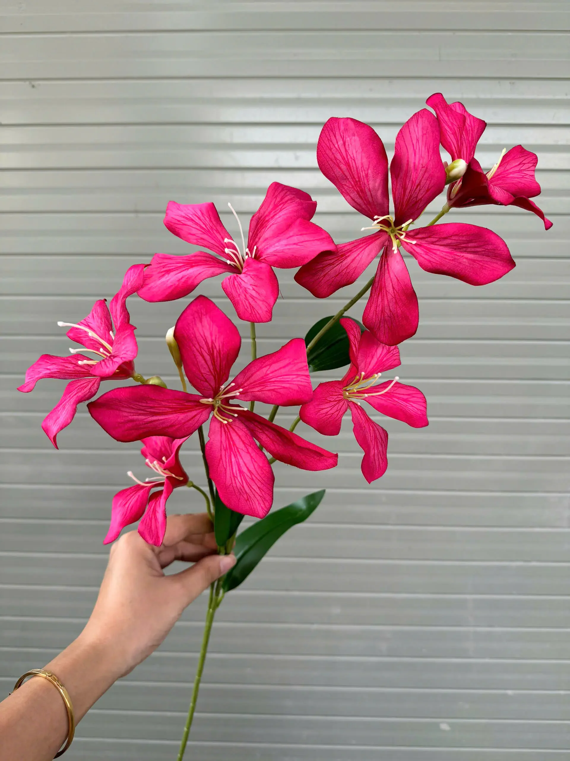 HOA BAN RỪNG - Ảnh 2