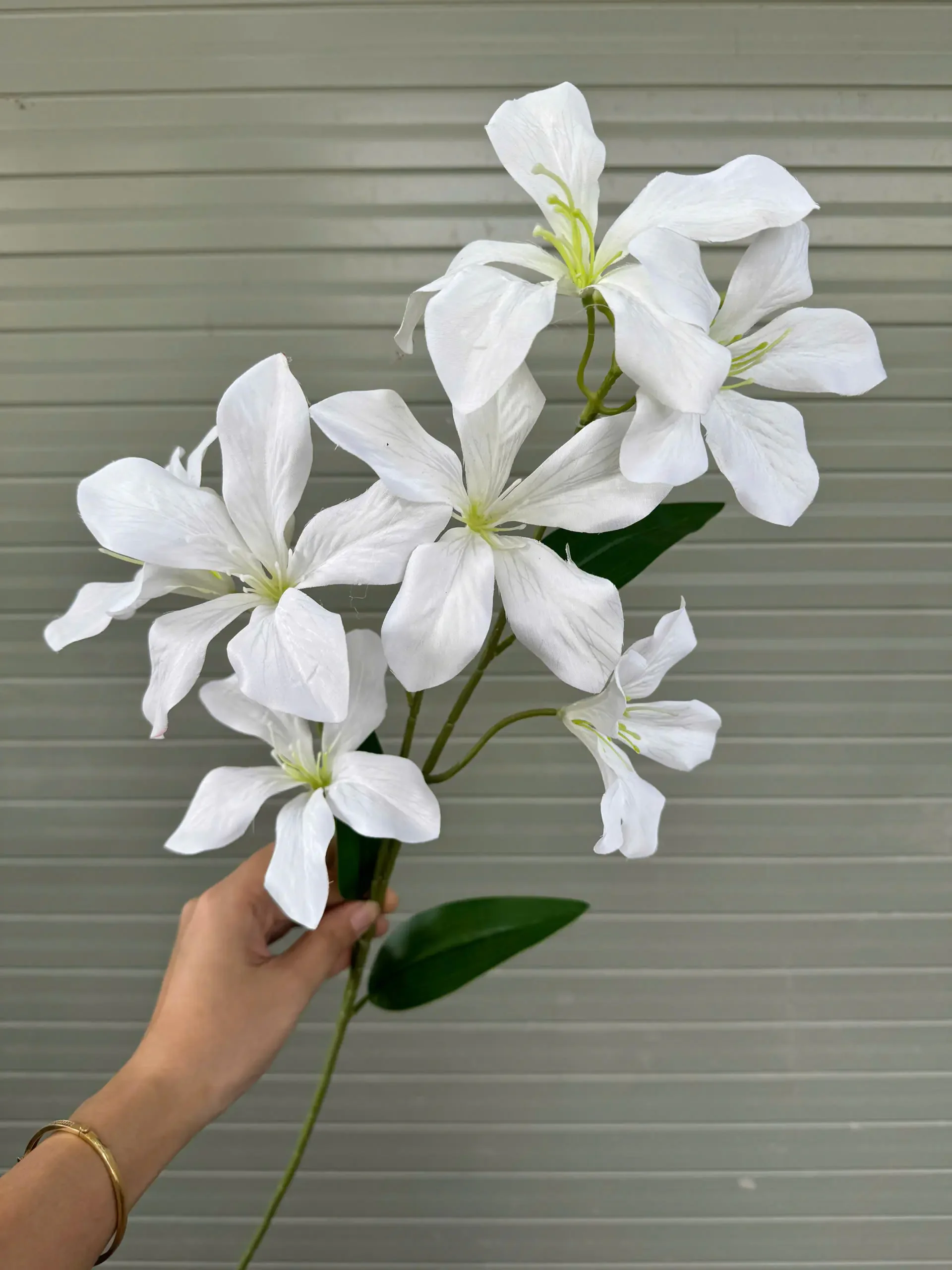 HOA BAN RỪNG - Ảnh 8