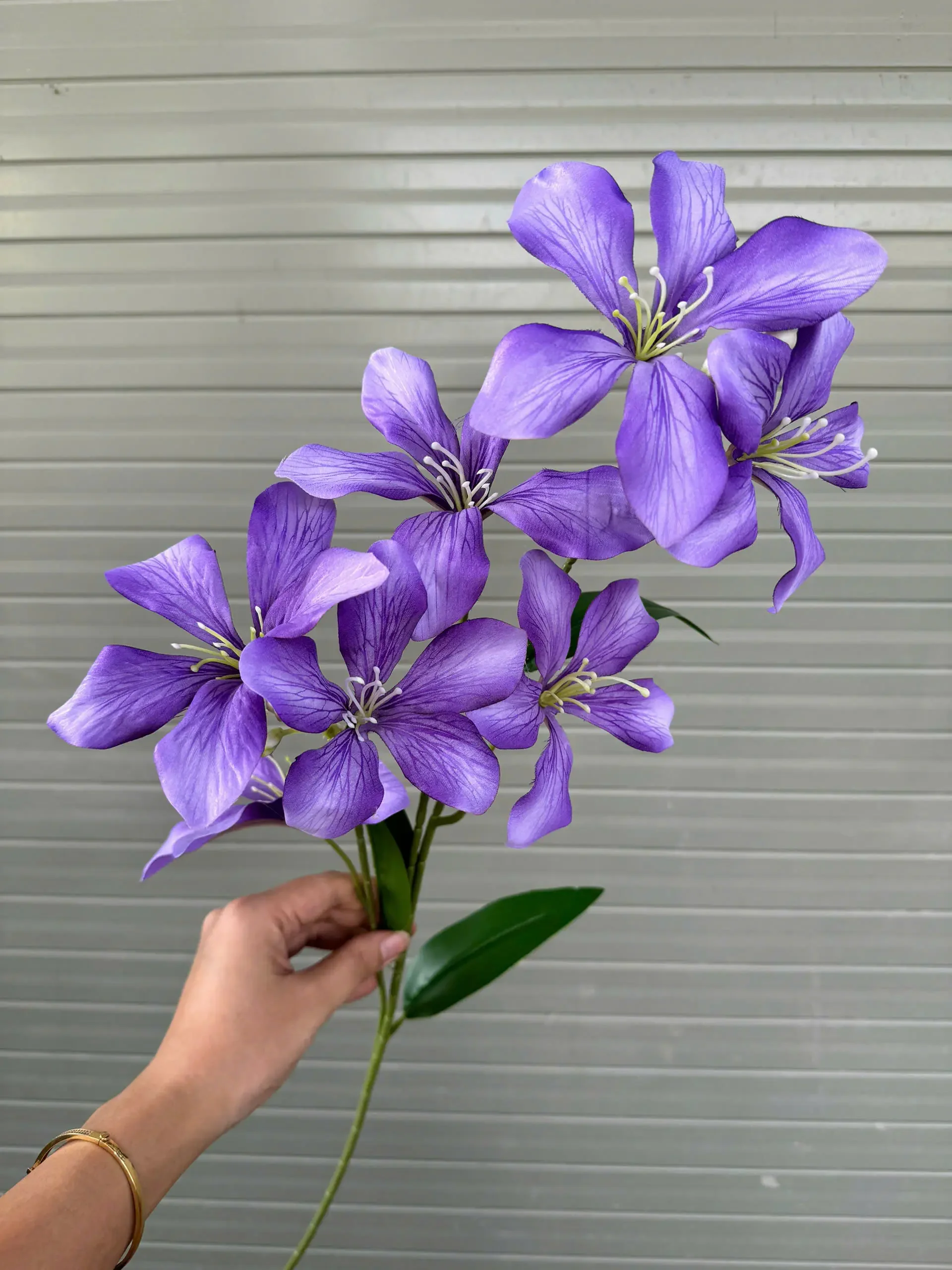 HOA BAN RỪNG - Ảnh 5