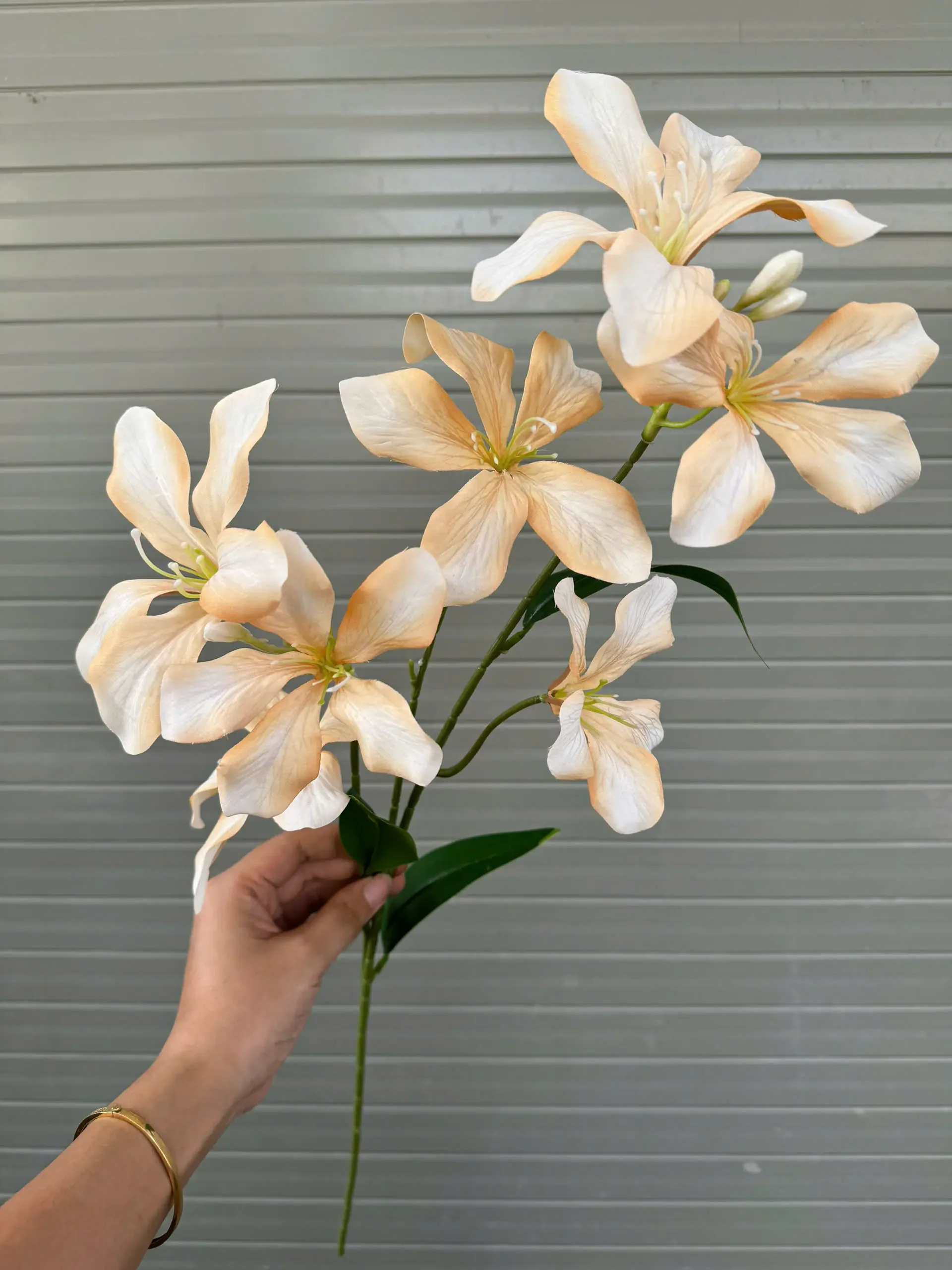 HOA BAN RỪNG - Ảnh 4