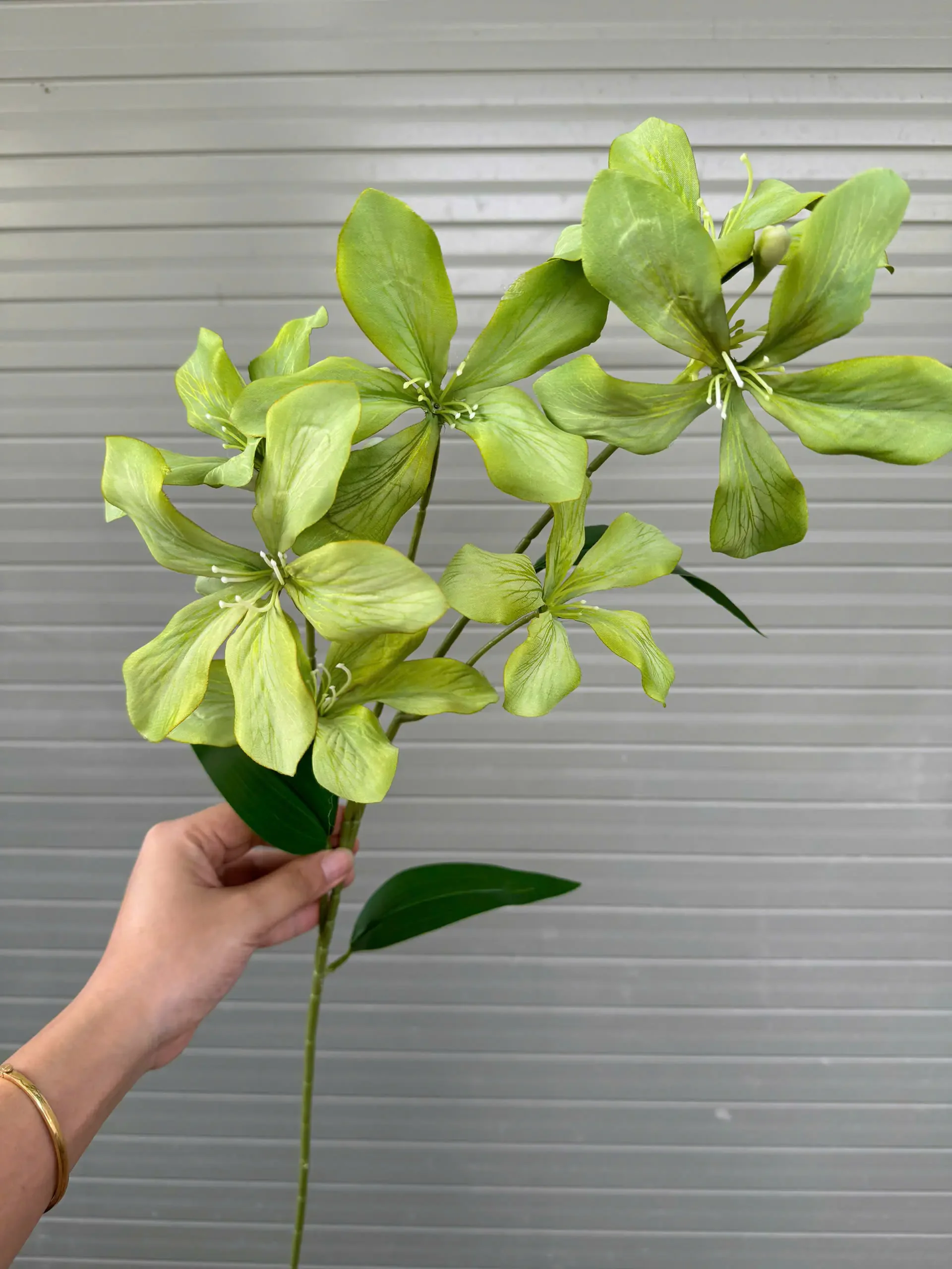 HOA BAN RỪNG - Ảnh 3
