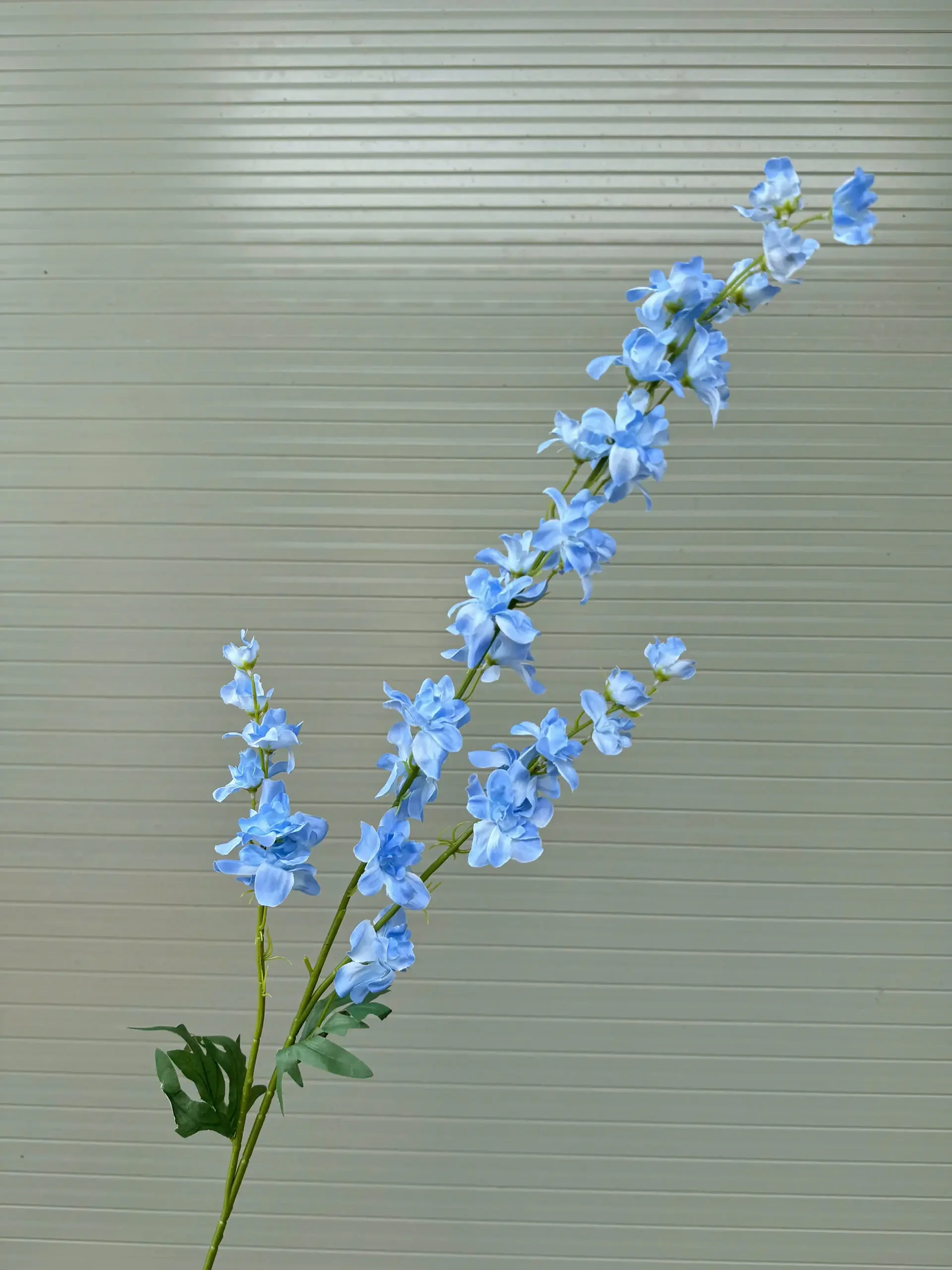 KHỔNG TƯỚC 3 NHÁNH - Ảnh 9