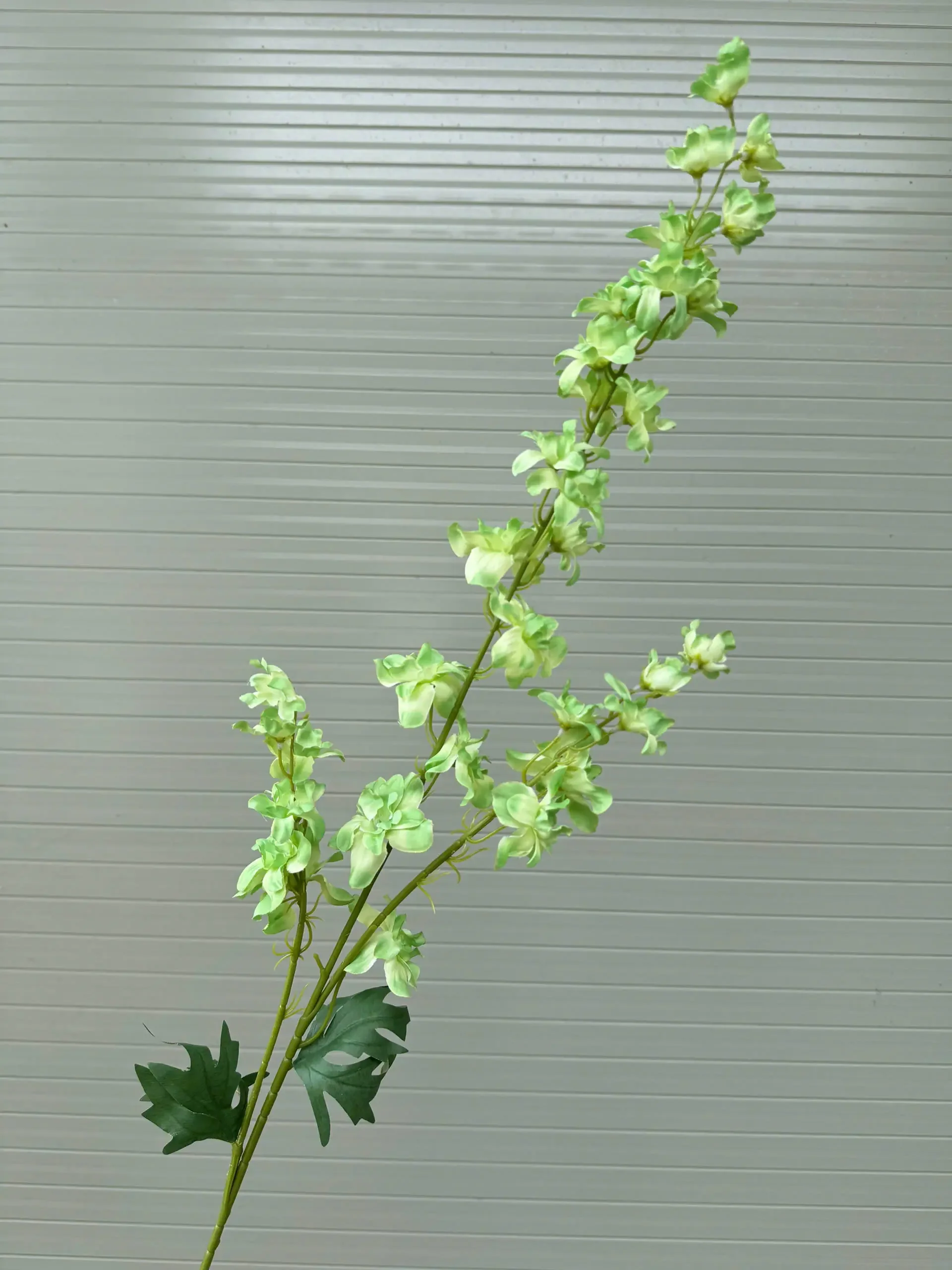 KHỔNG TƯỚC 3 NHÁNH - Ảnh 11