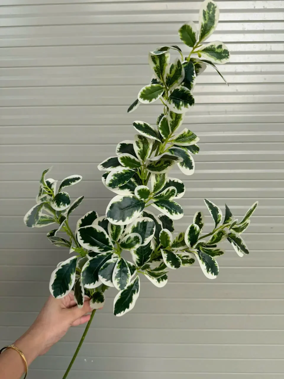 LÁ HOA SỮA CÀNH CAO