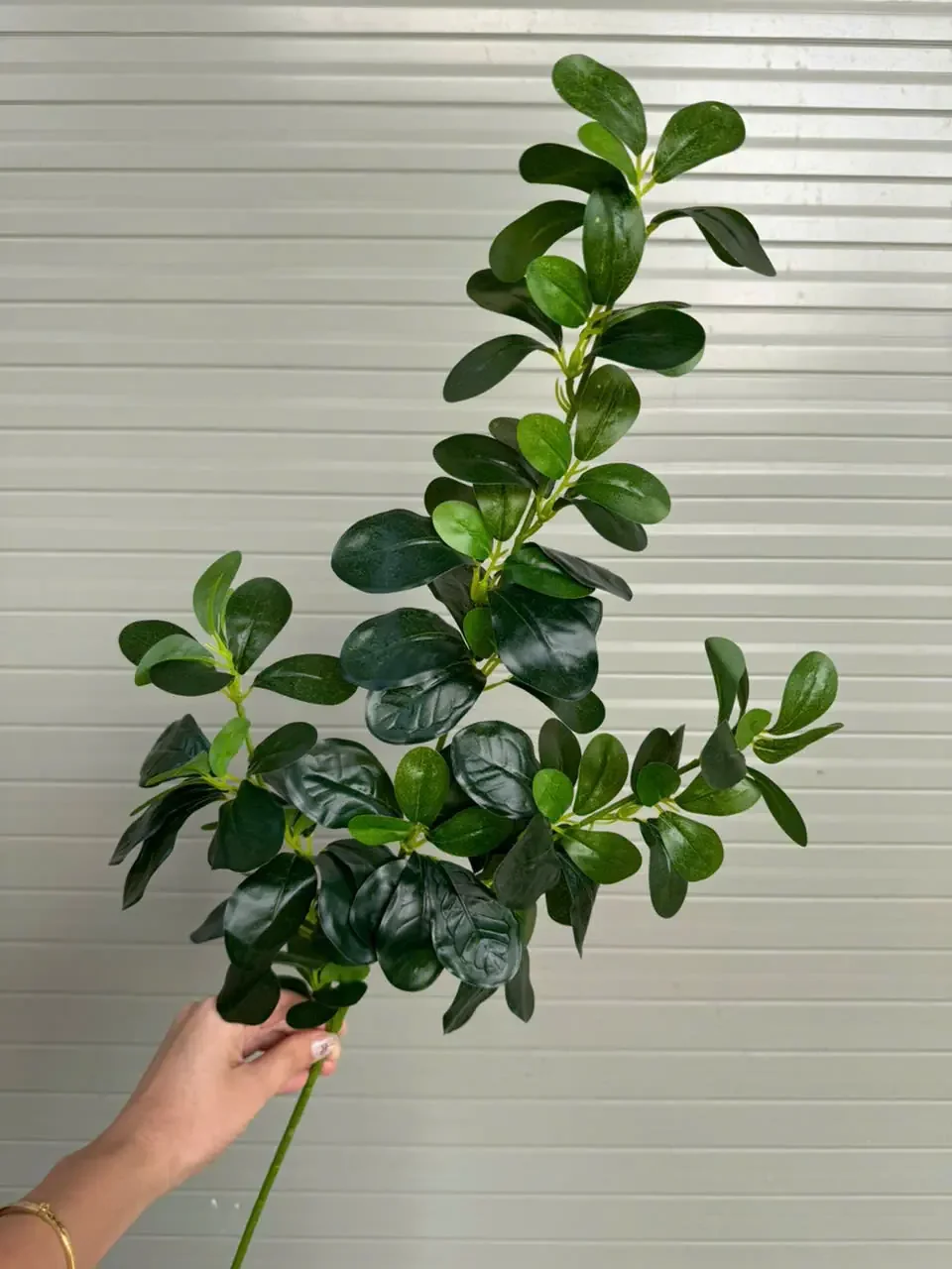 LÁ HOA SỮA CÀNH CAO - Ảnh 2